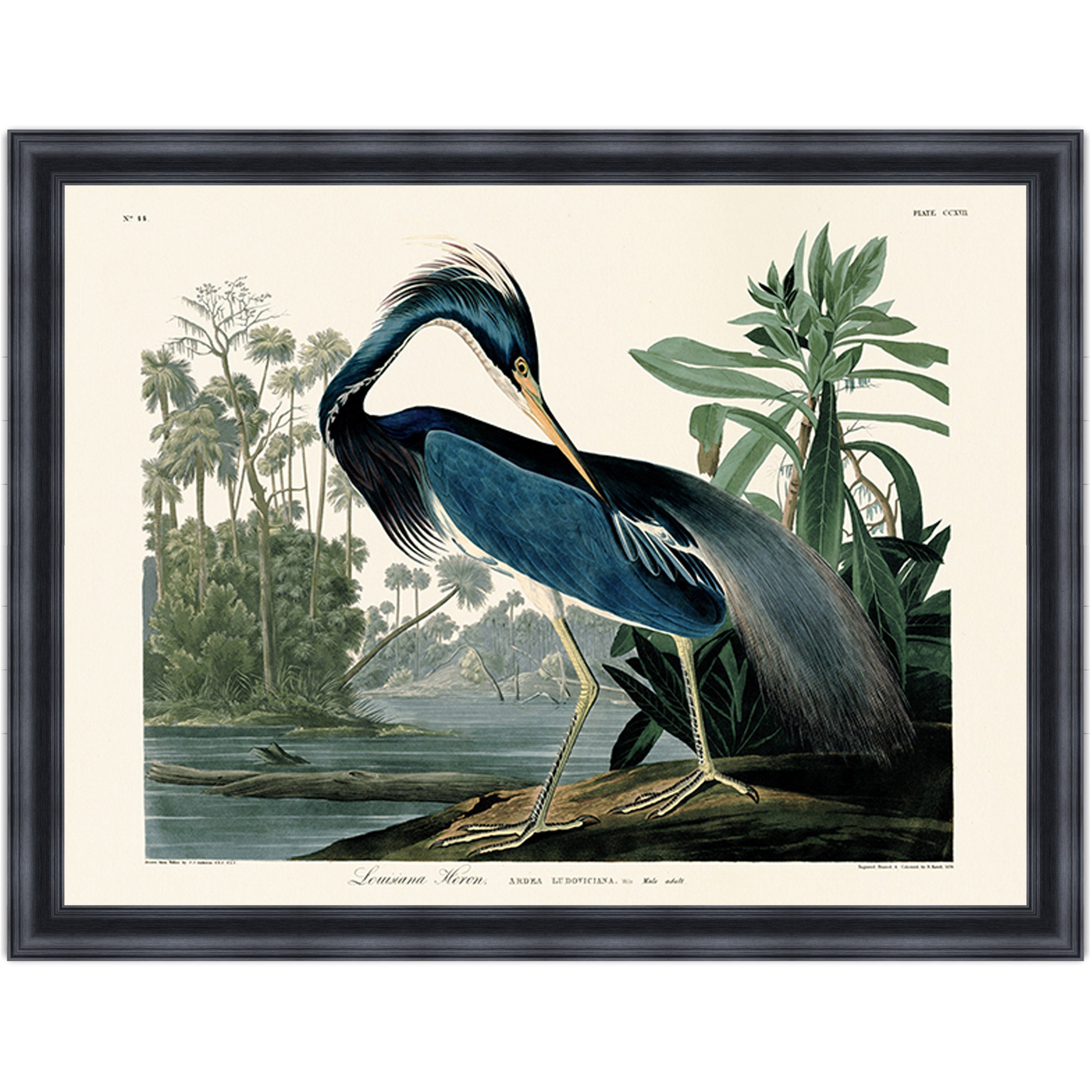 Louisiana Heron