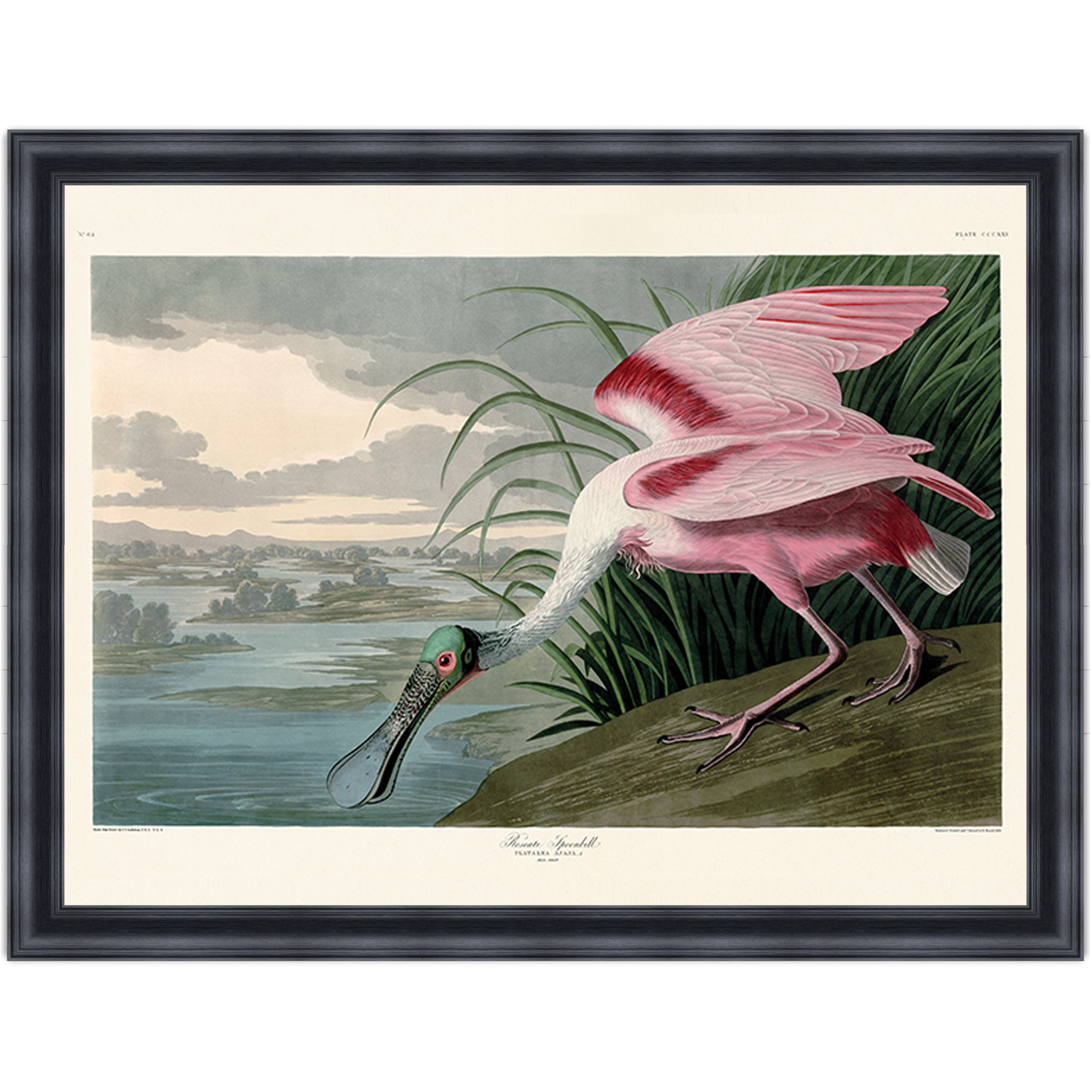 Roseate Spoonbill