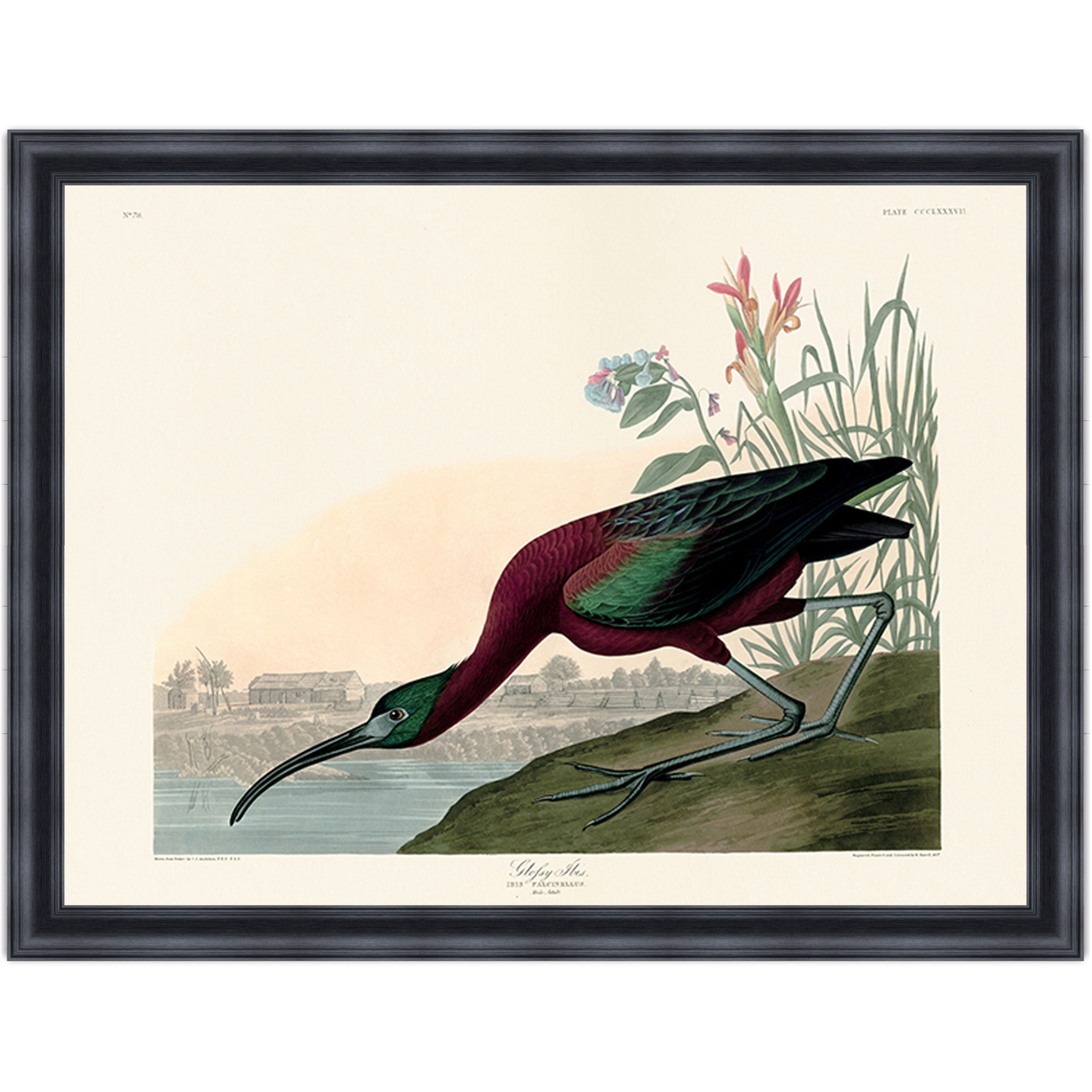 Glossy Ibis