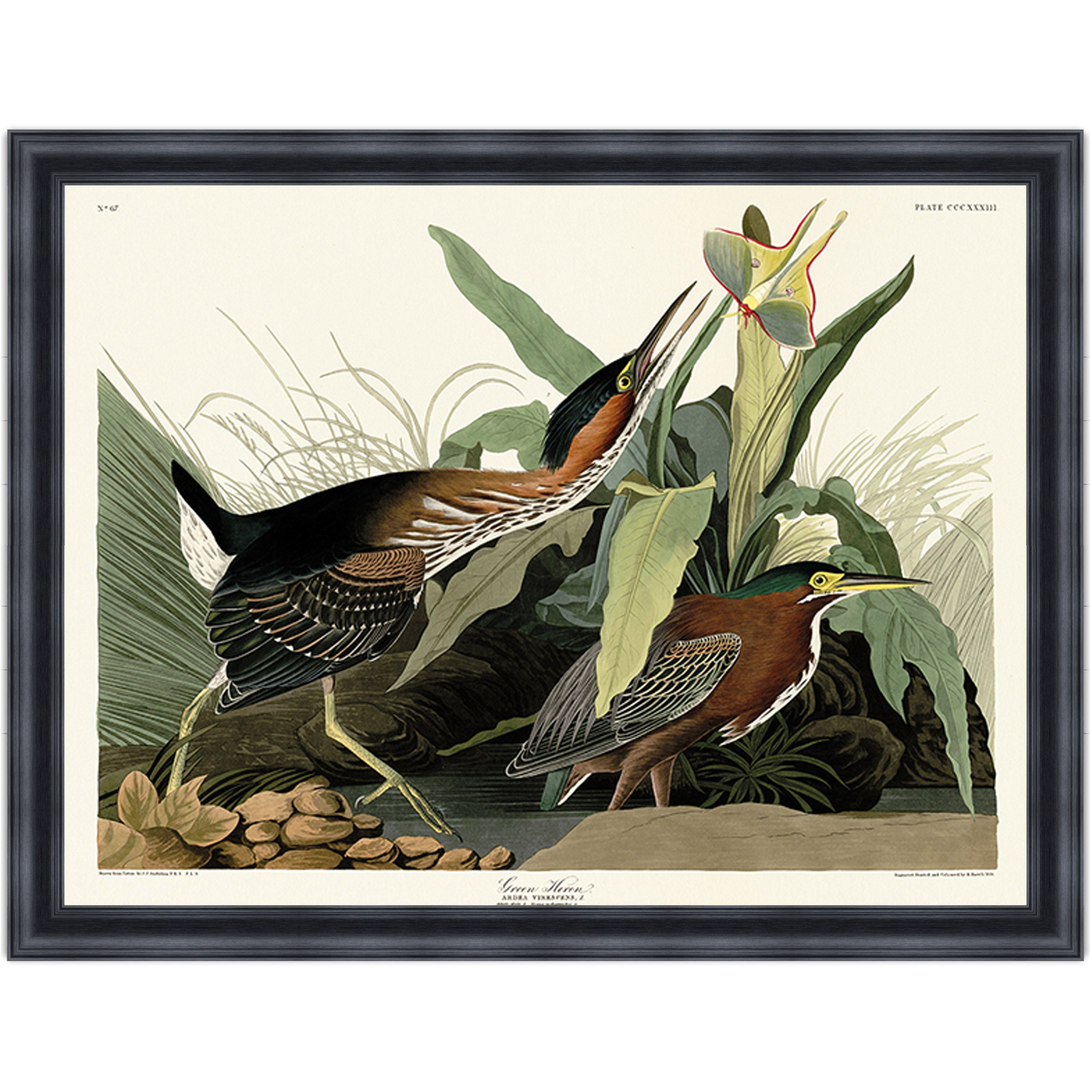 Green Heron