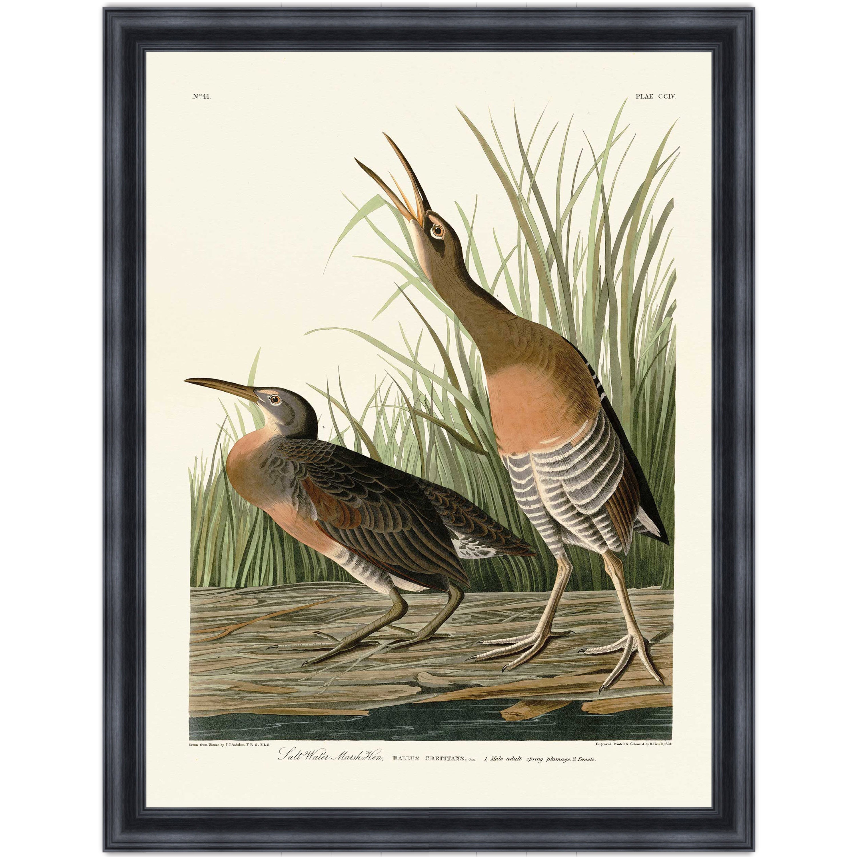 Salt Water Marsh Hen