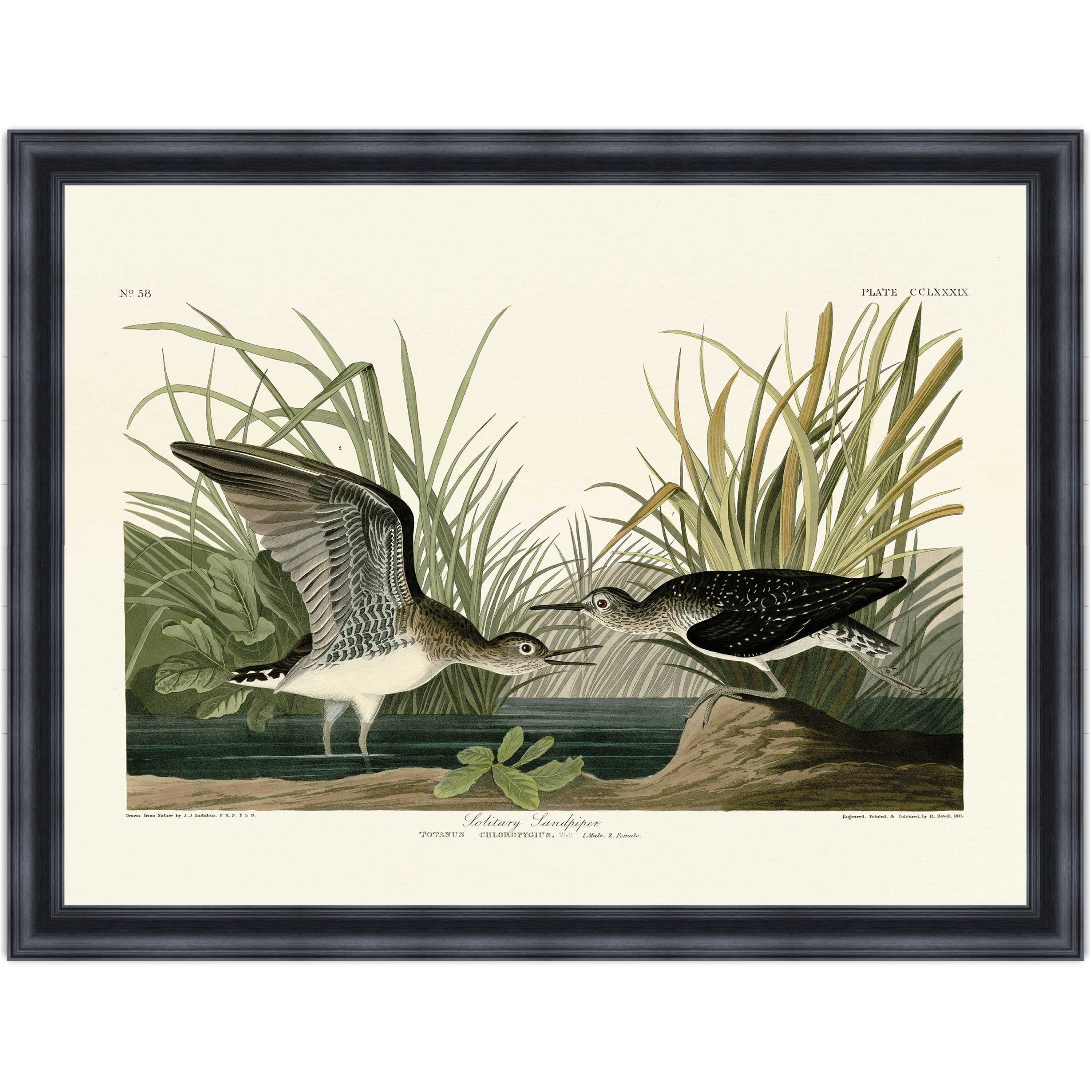 Solitary Sandpiper