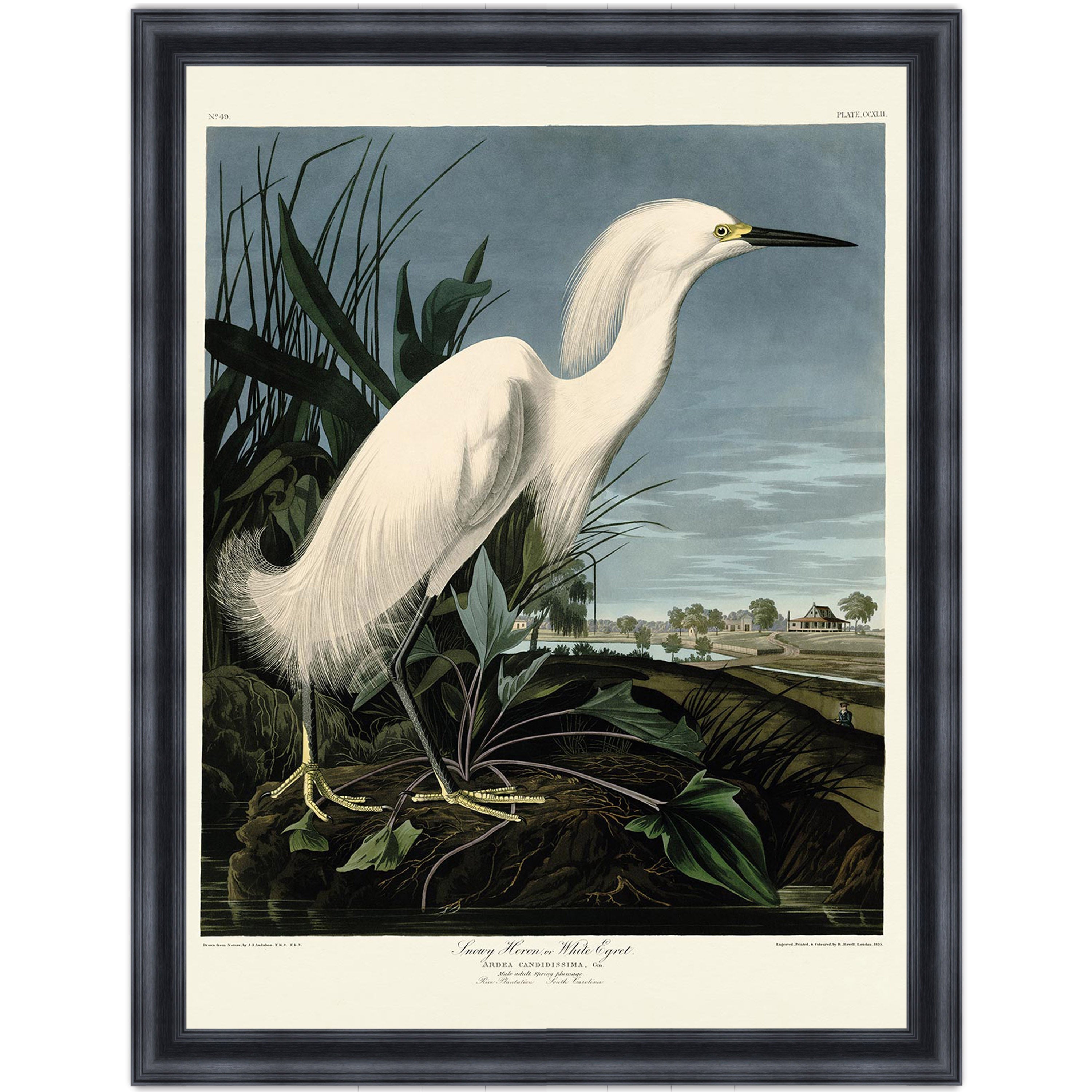 Snowy Heron
