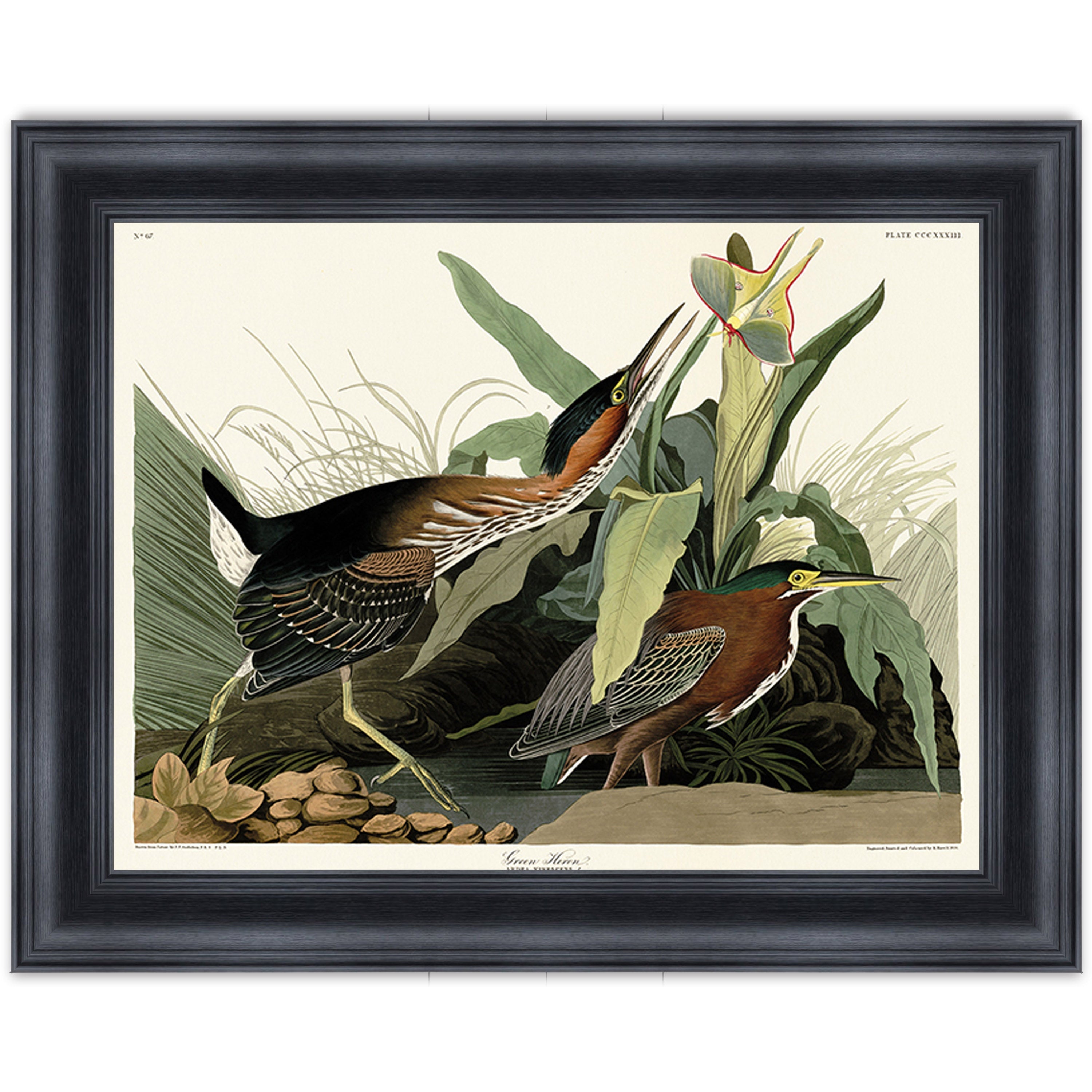 Green Heron