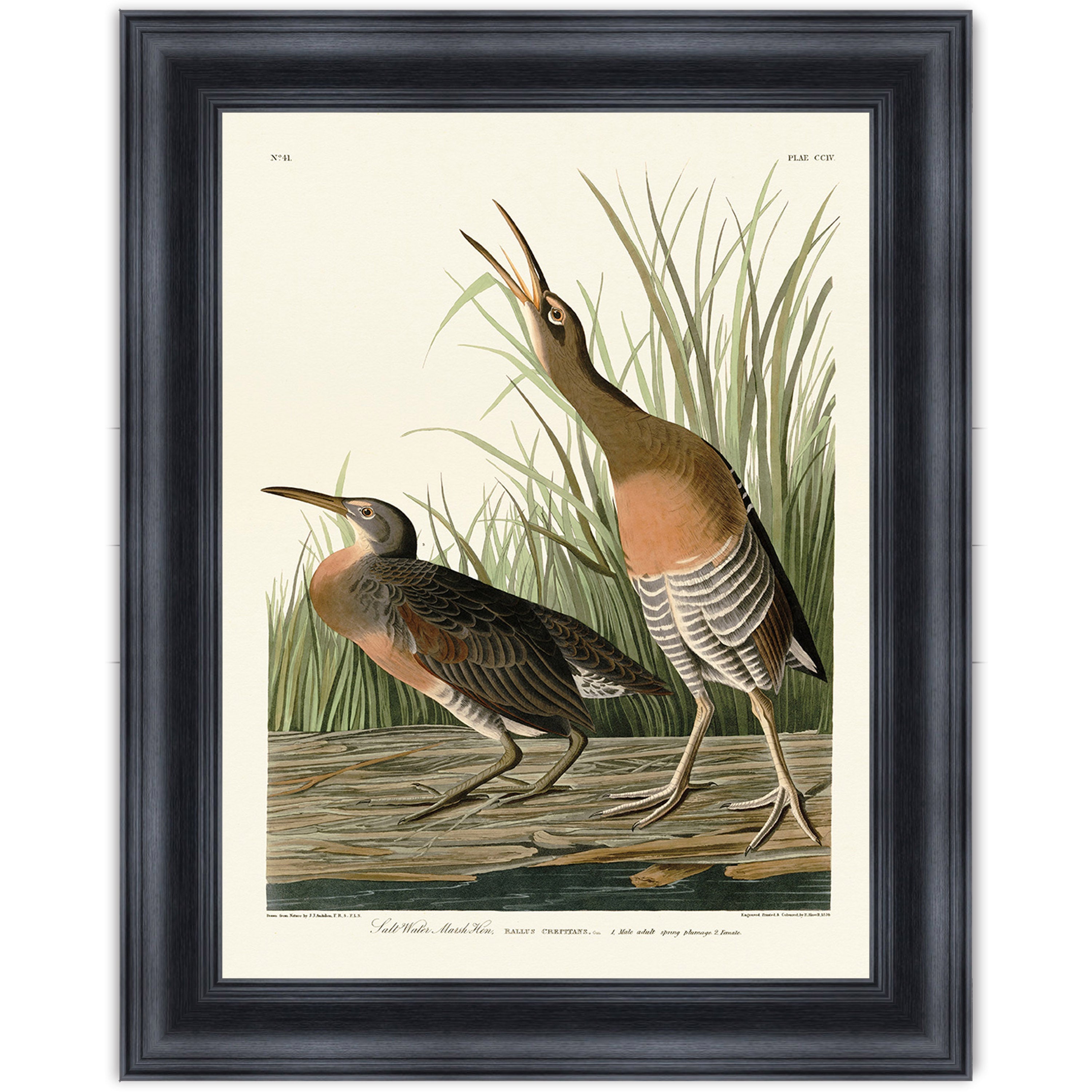 Salt Water Marsh Hen
