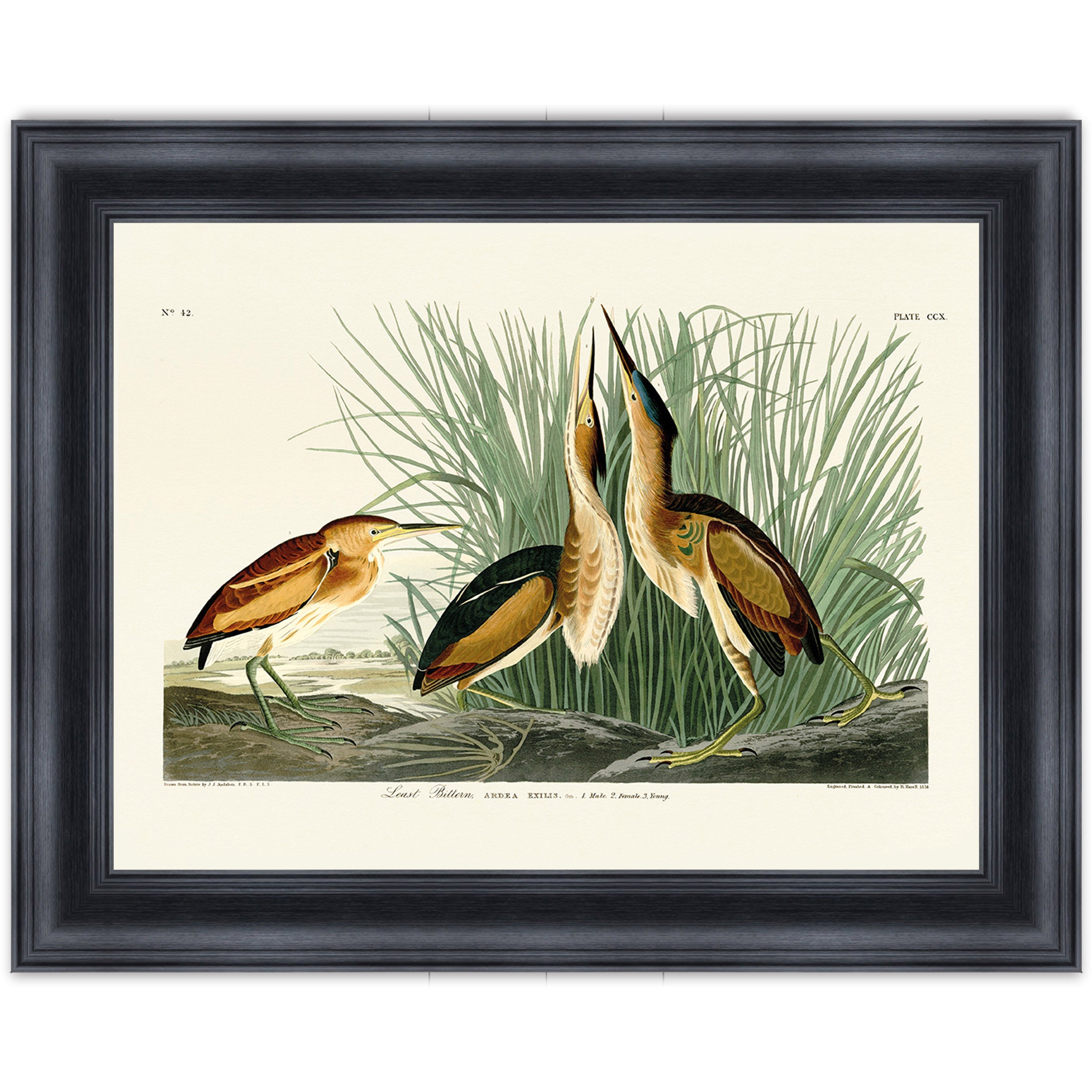 Least Bittern