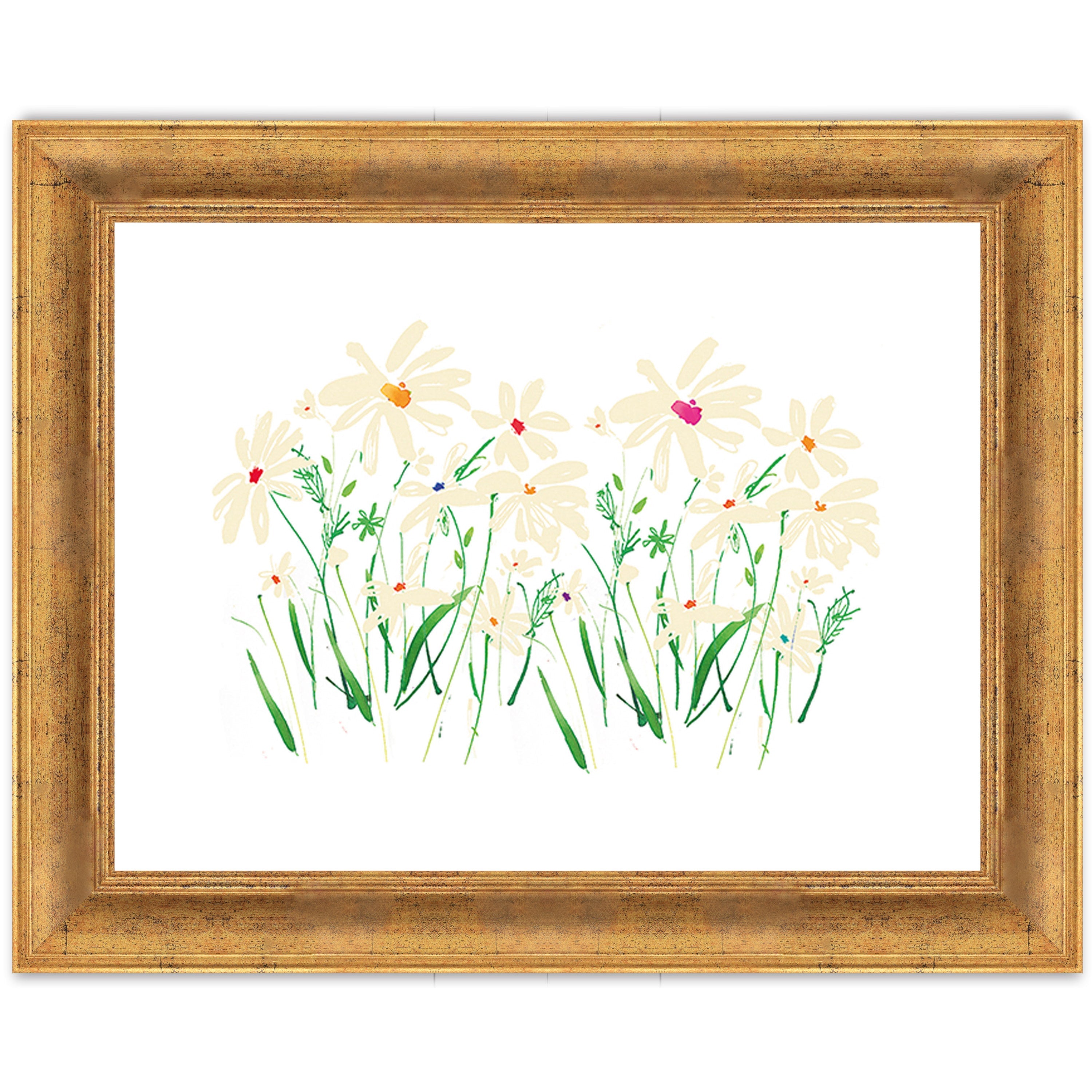 Marguerite Daisy
