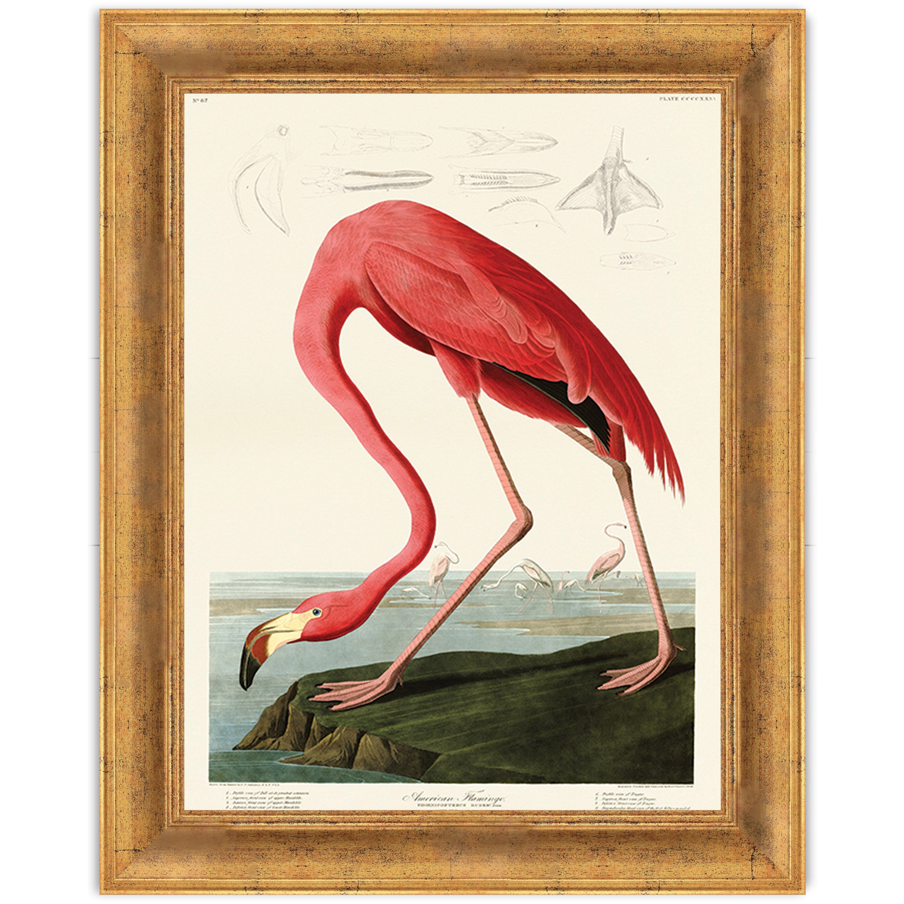 American Flamingo