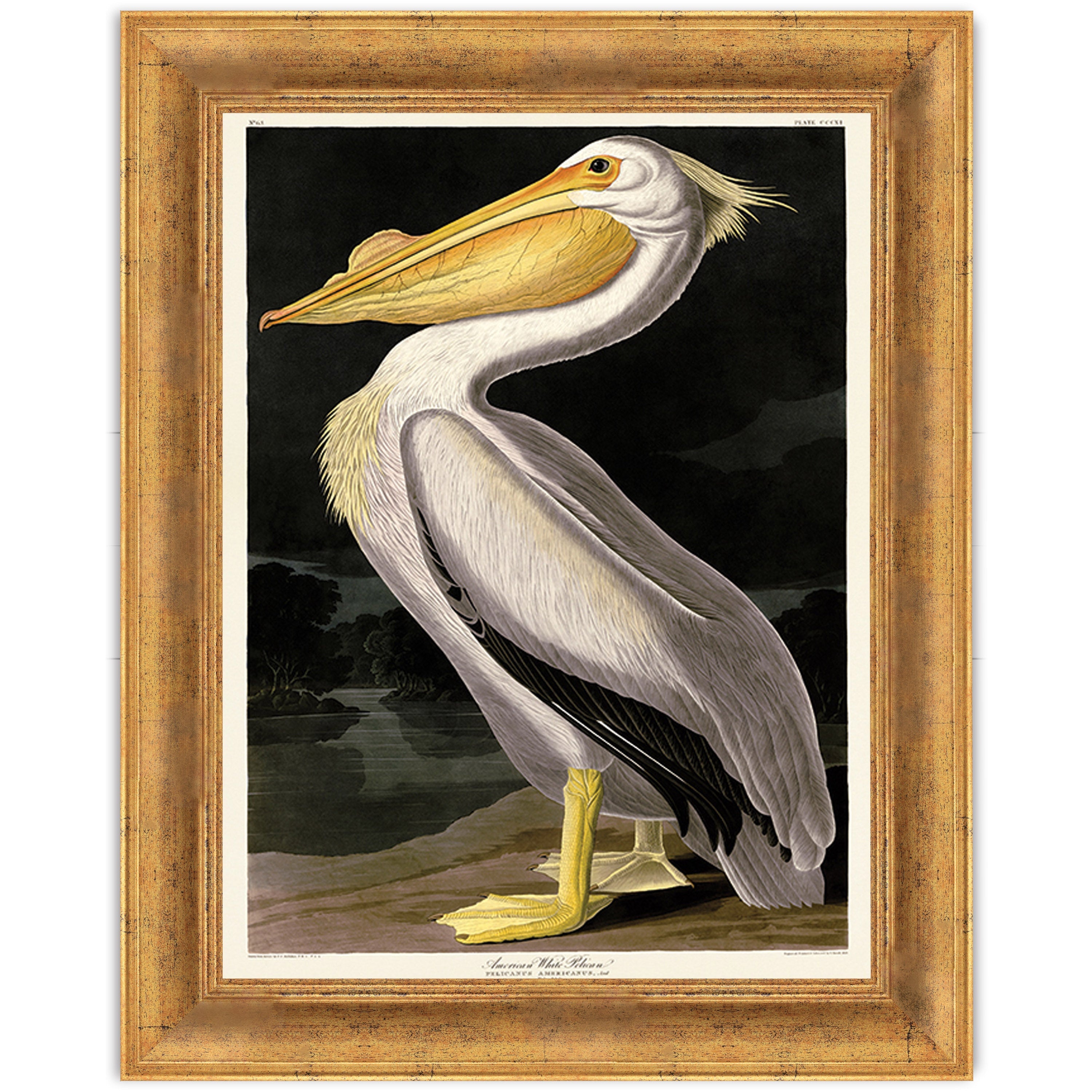American White Pelican