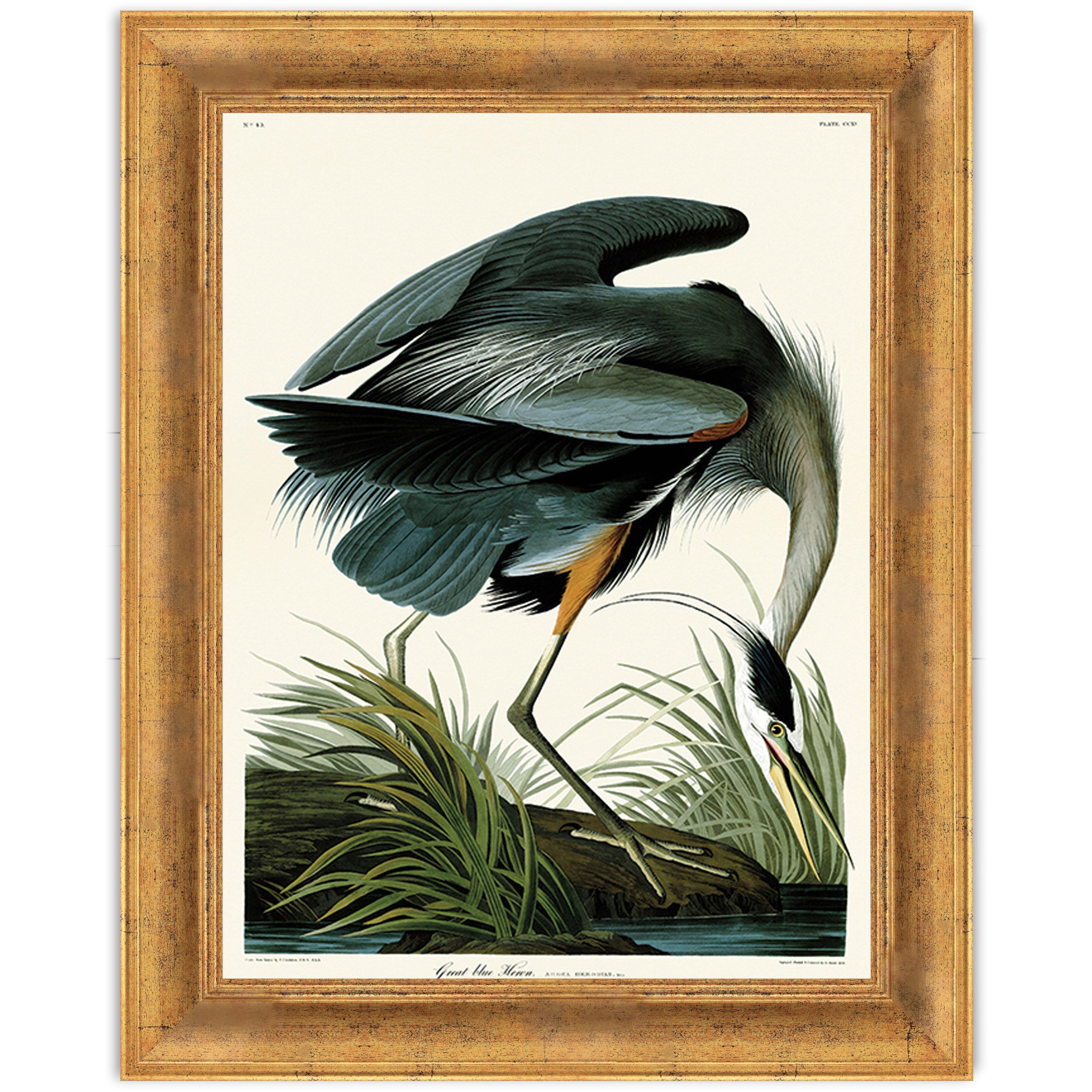 Great Blue Heron