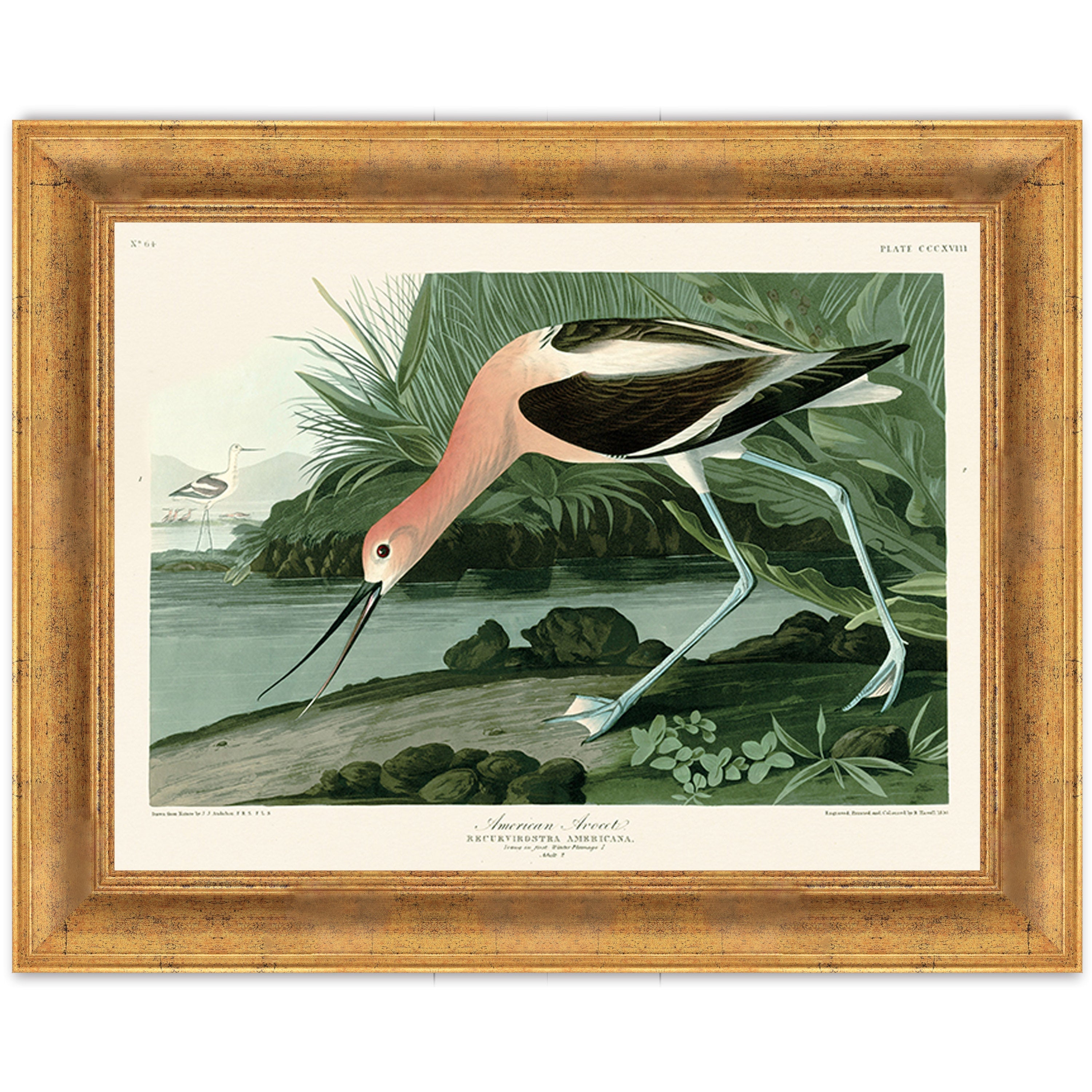 American Avocet