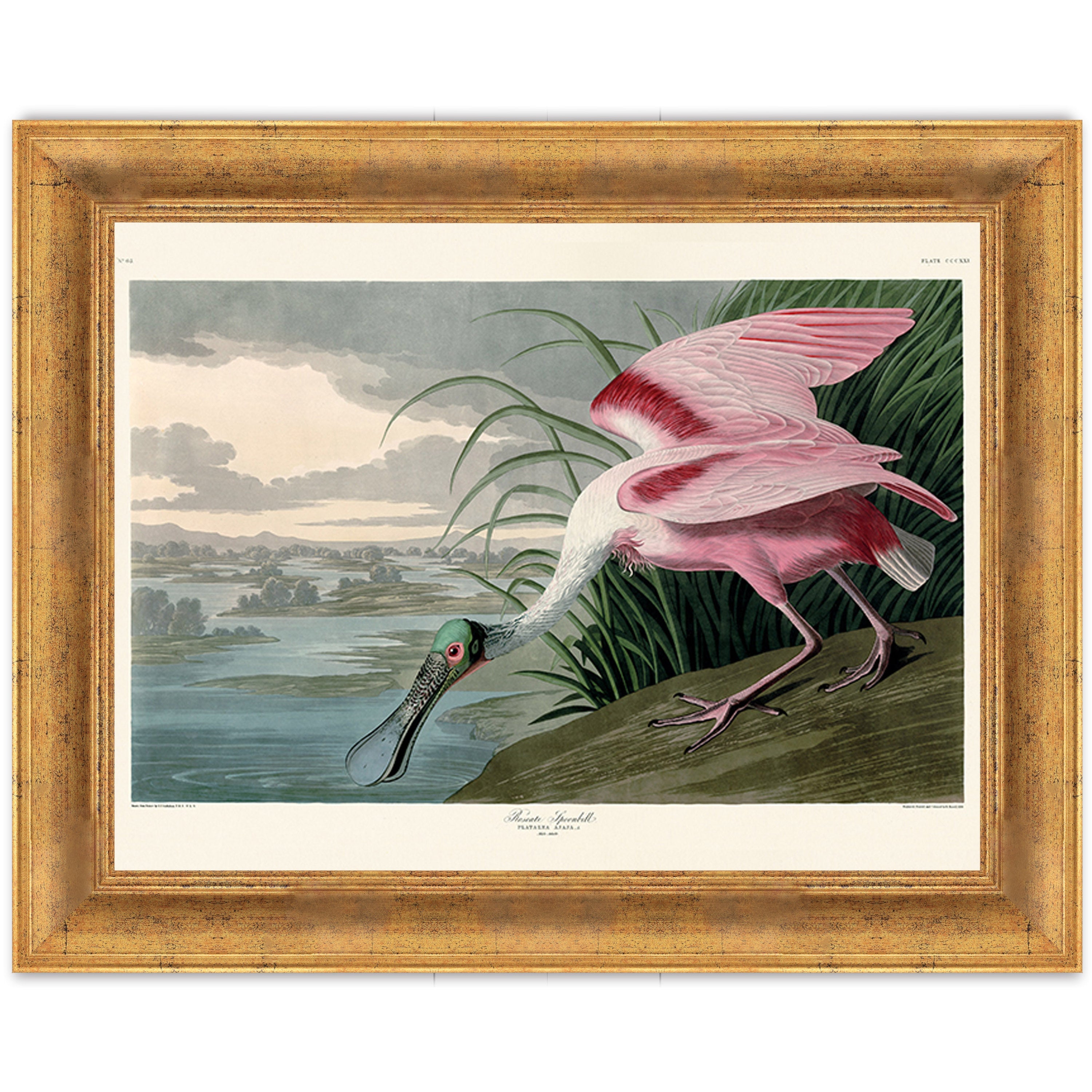 Roseate Spoonbill