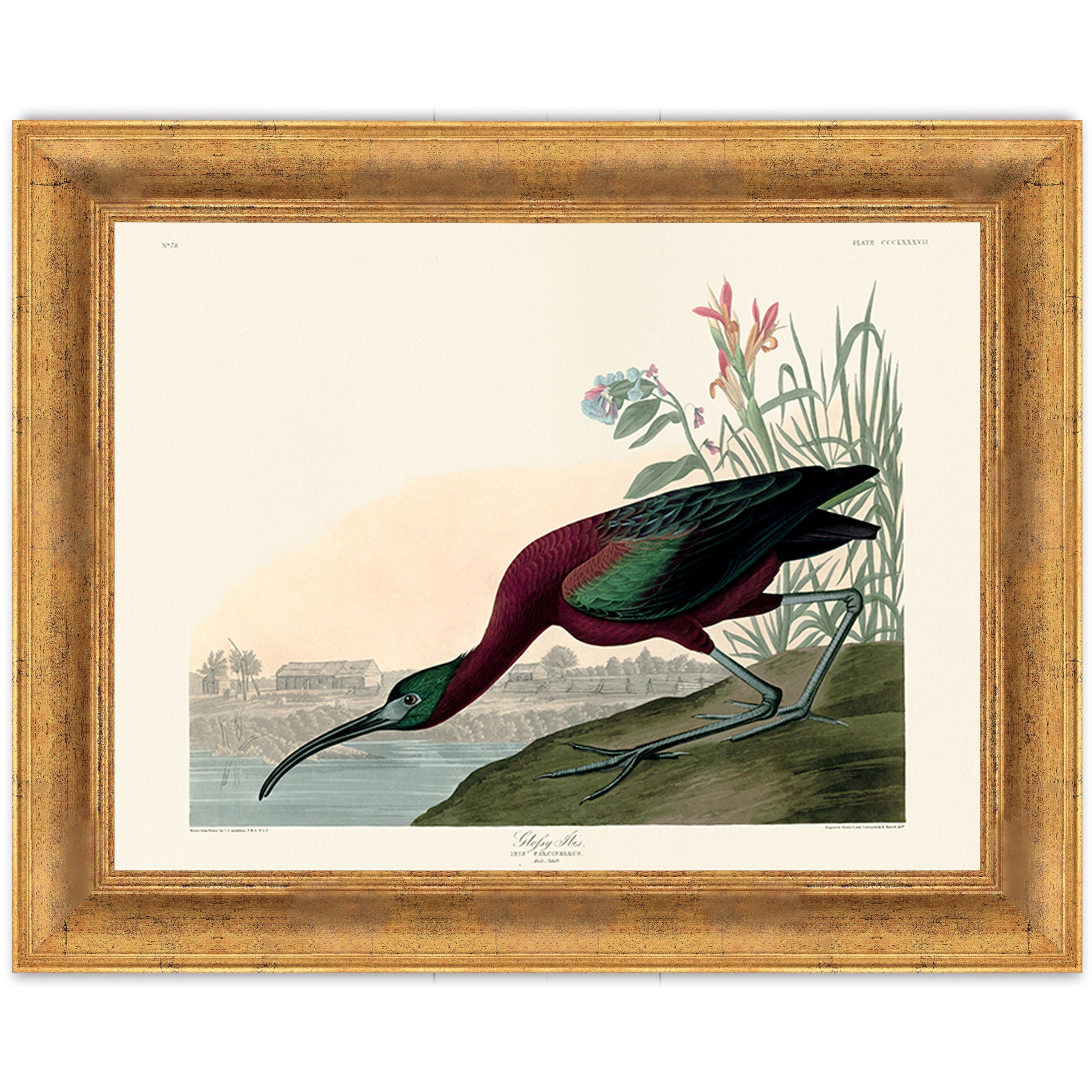Glossy Ibis