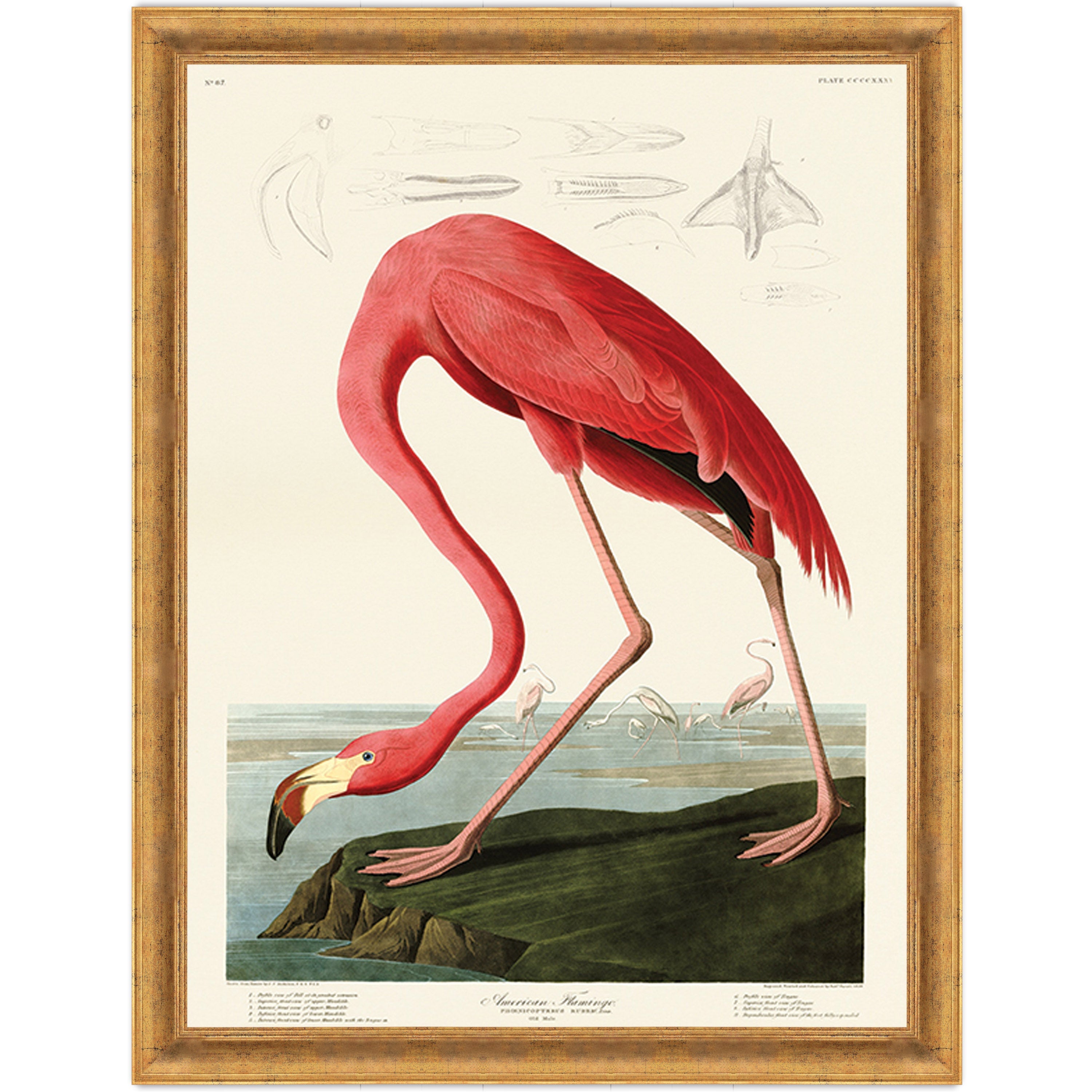 American Flamingo