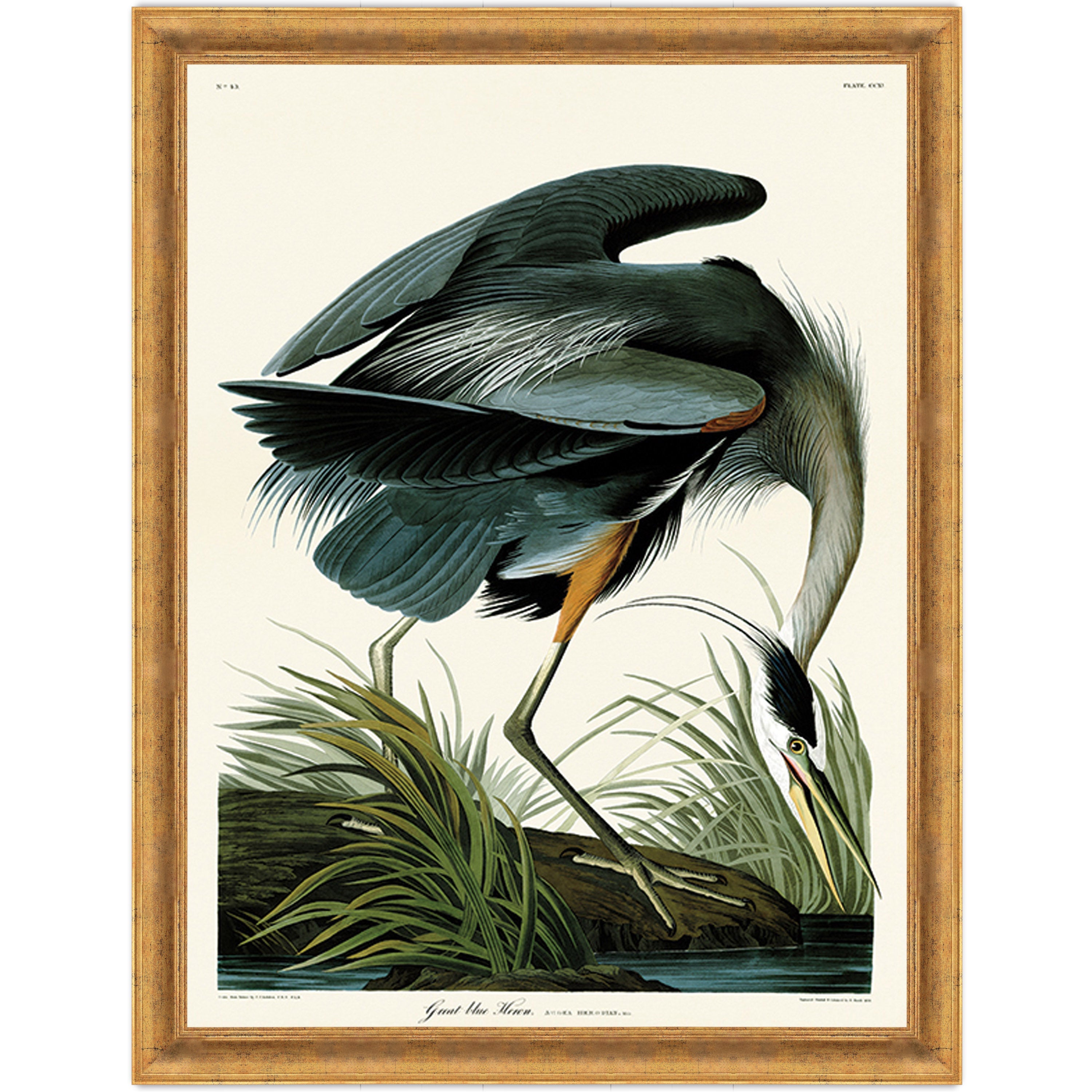 Great Blue Heron