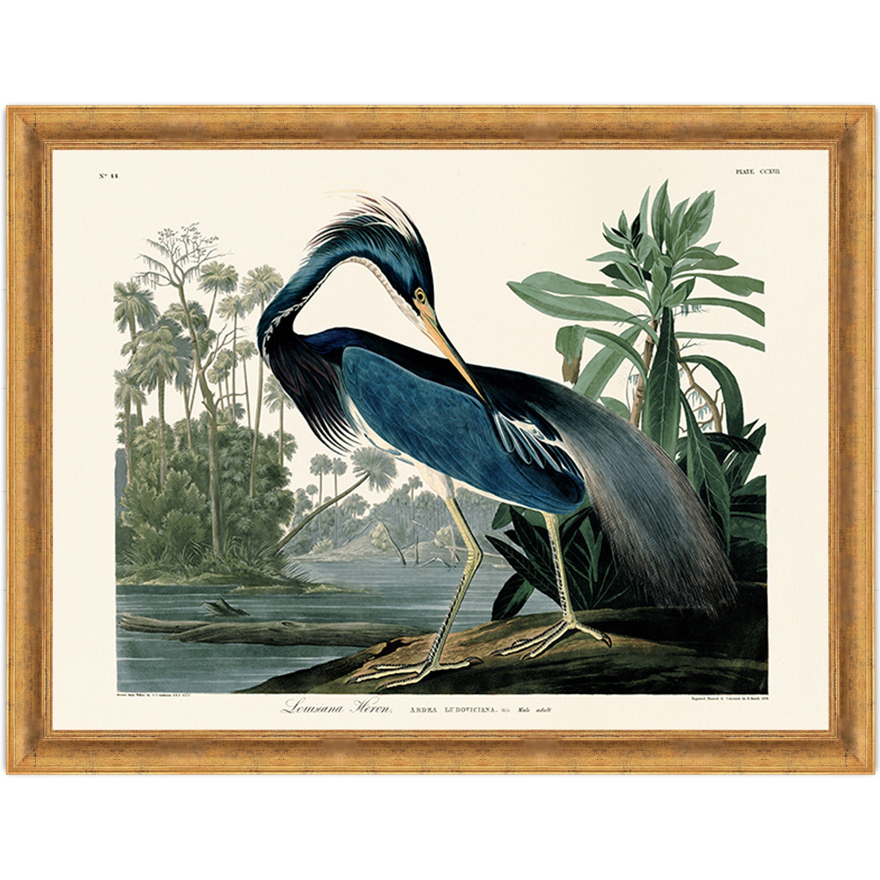 Louisiana Heron
