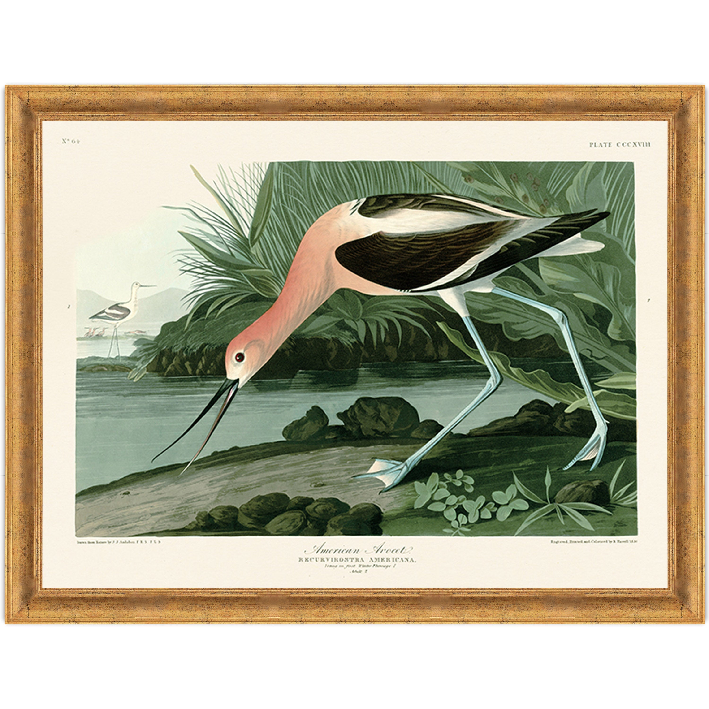 American Avocet
