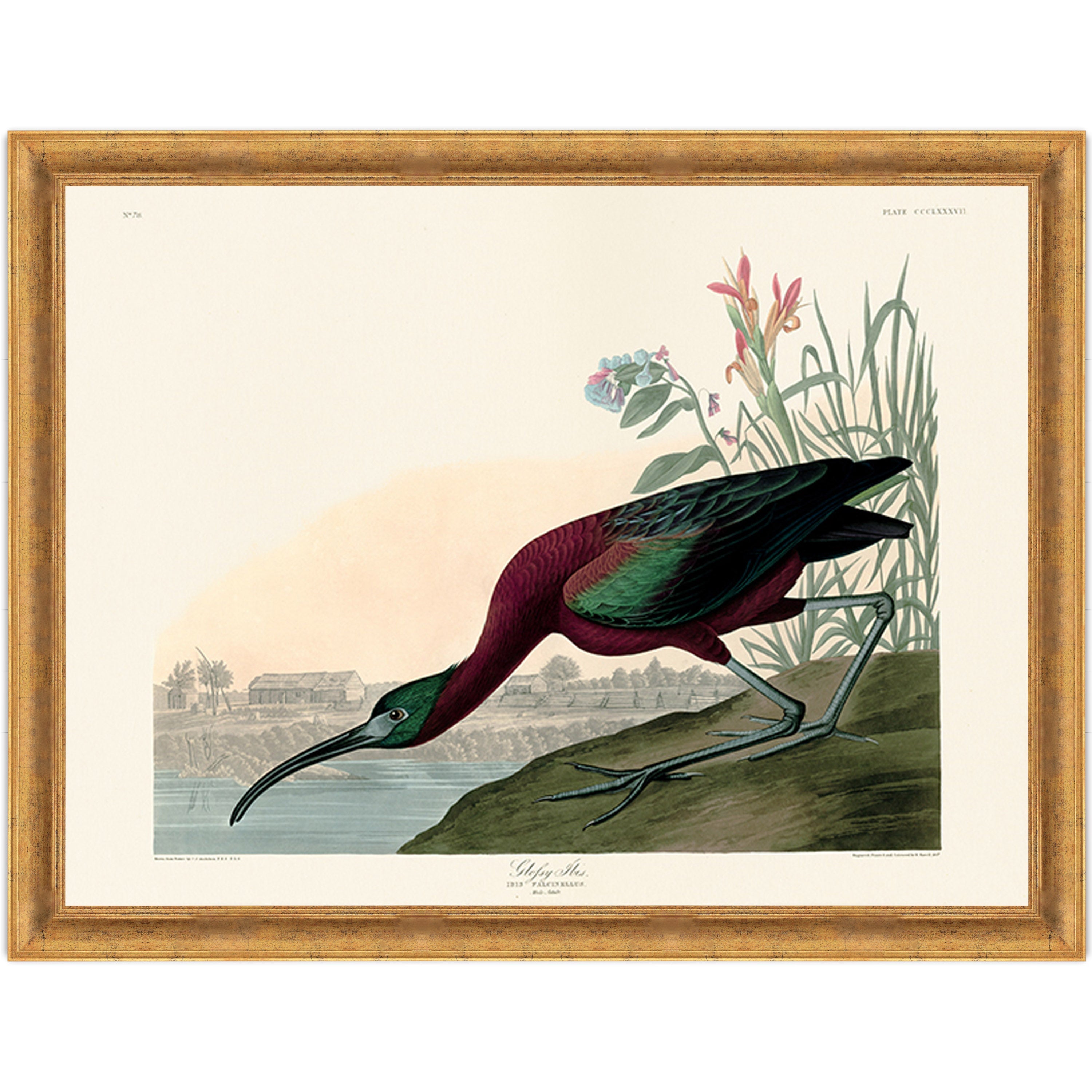 Glossy Ibis