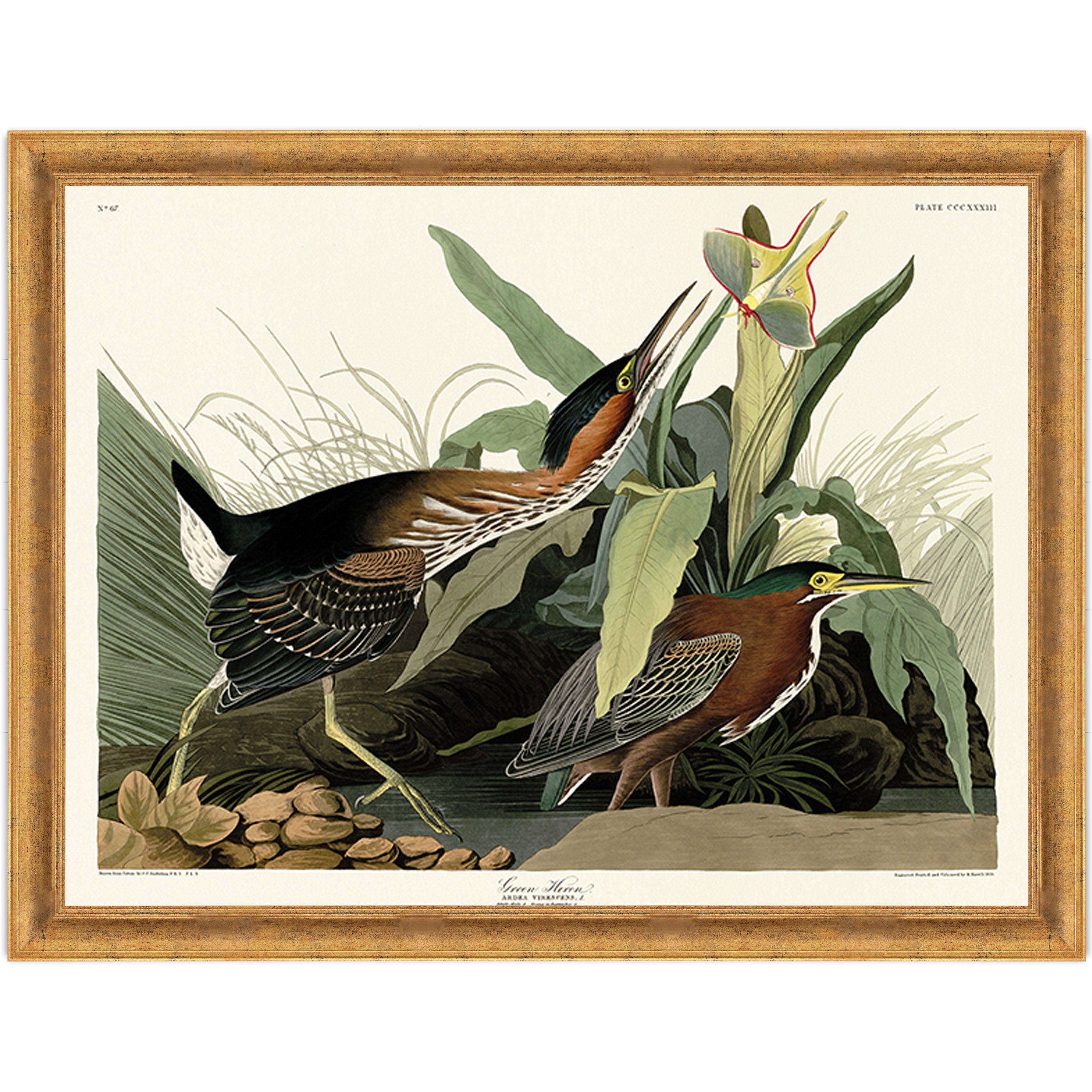 Green Heron