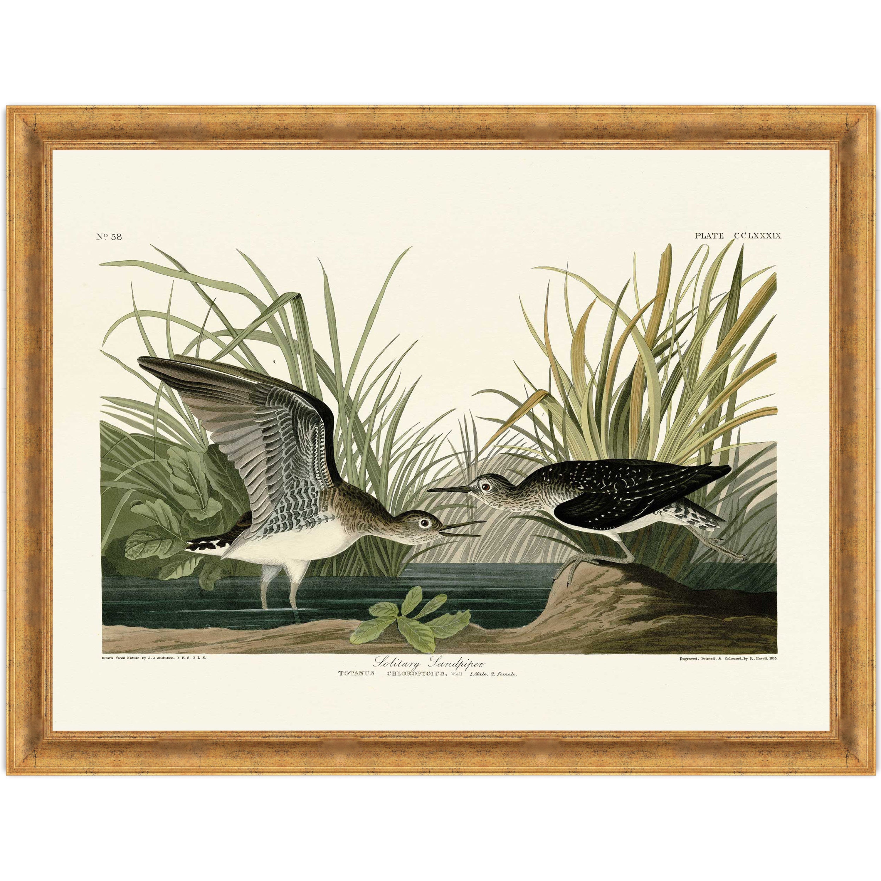 Solitary Sandpiper