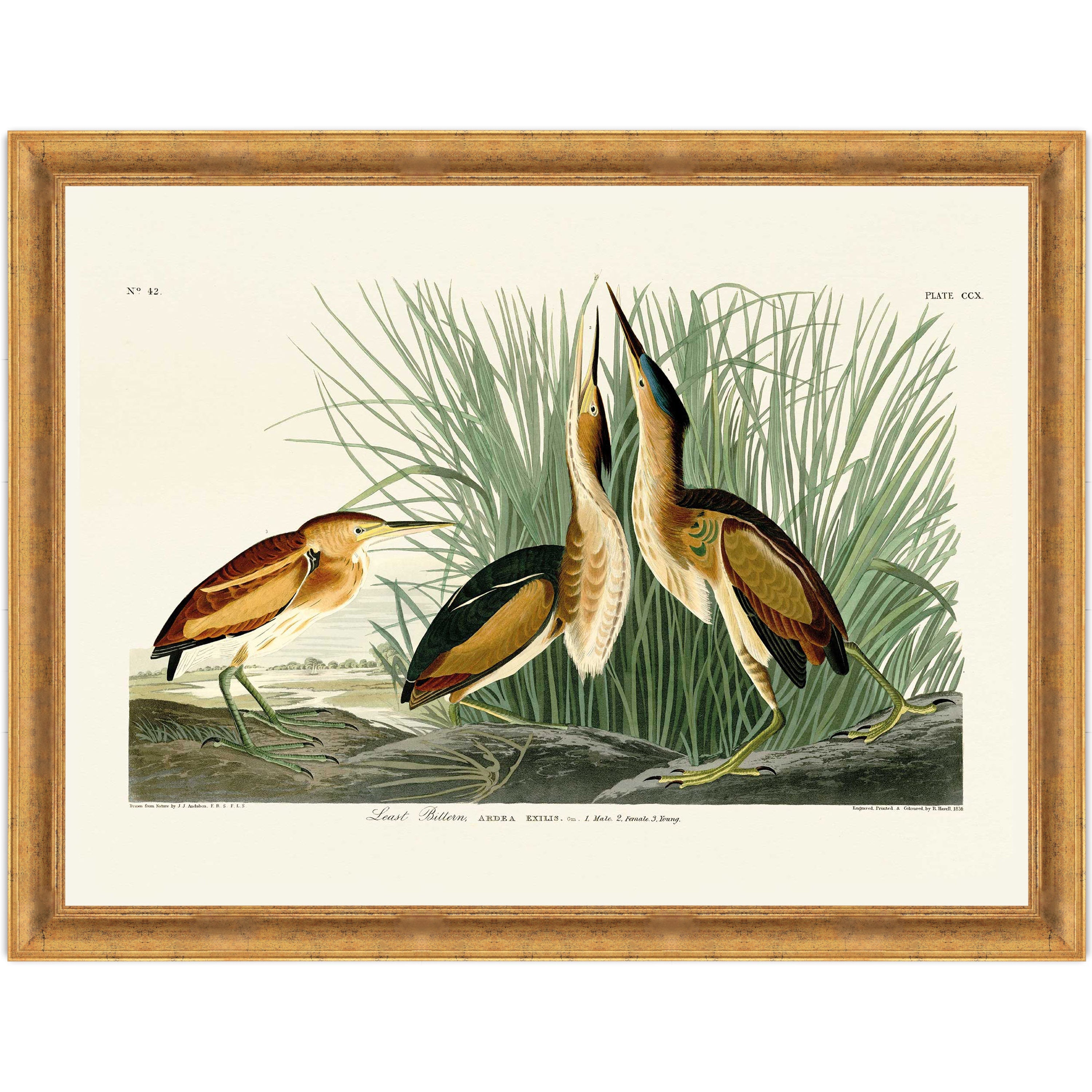 Least Bittern