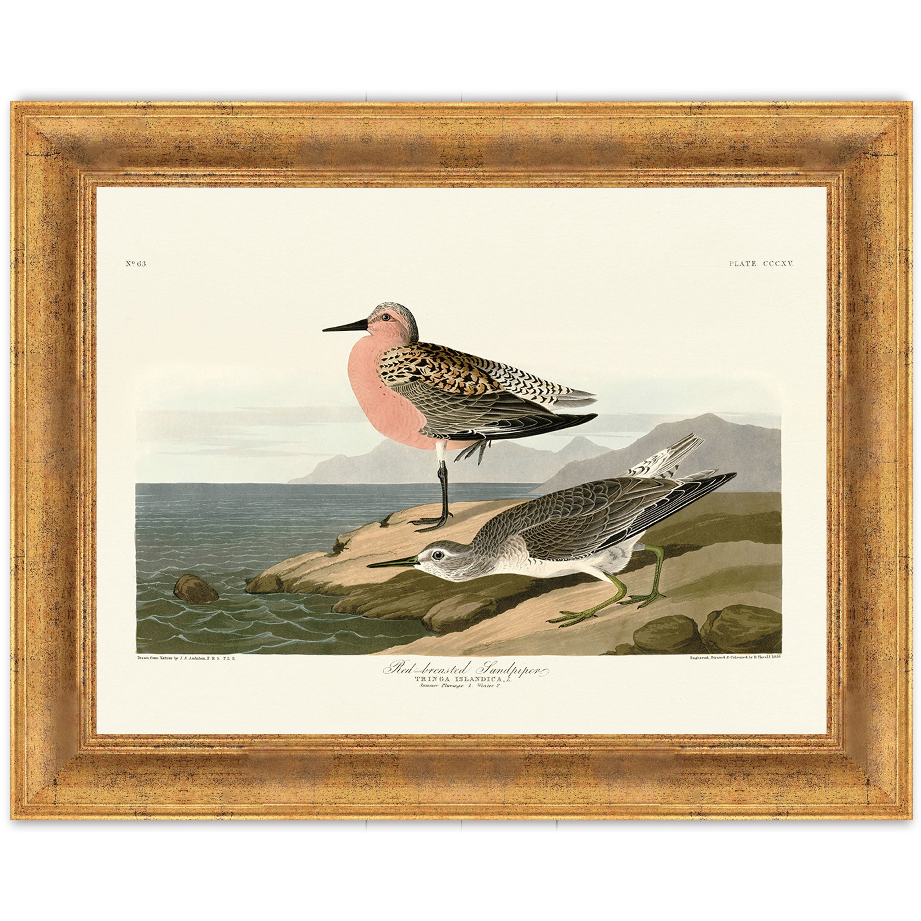 Red-breasted Sandpiper