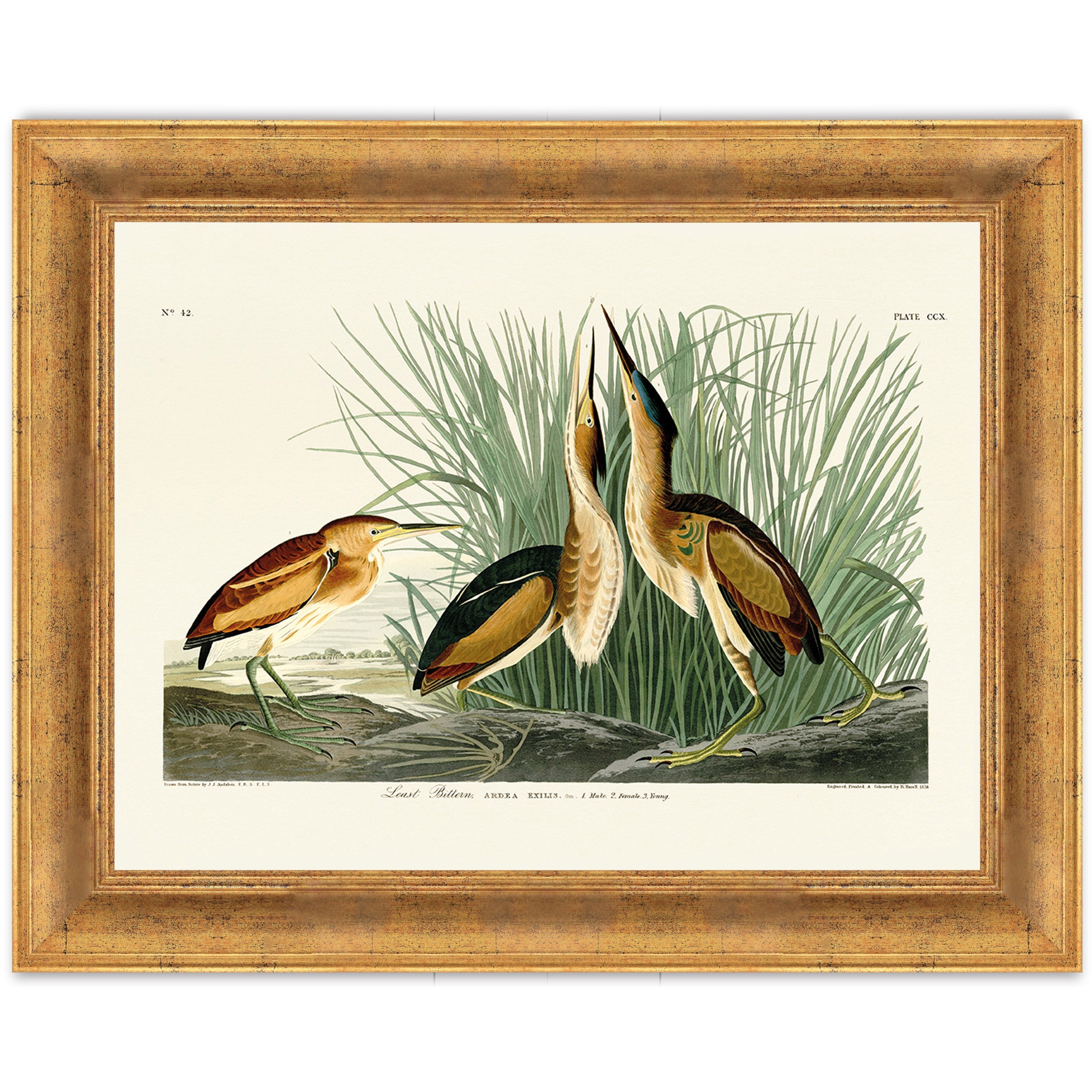 Least Bittern