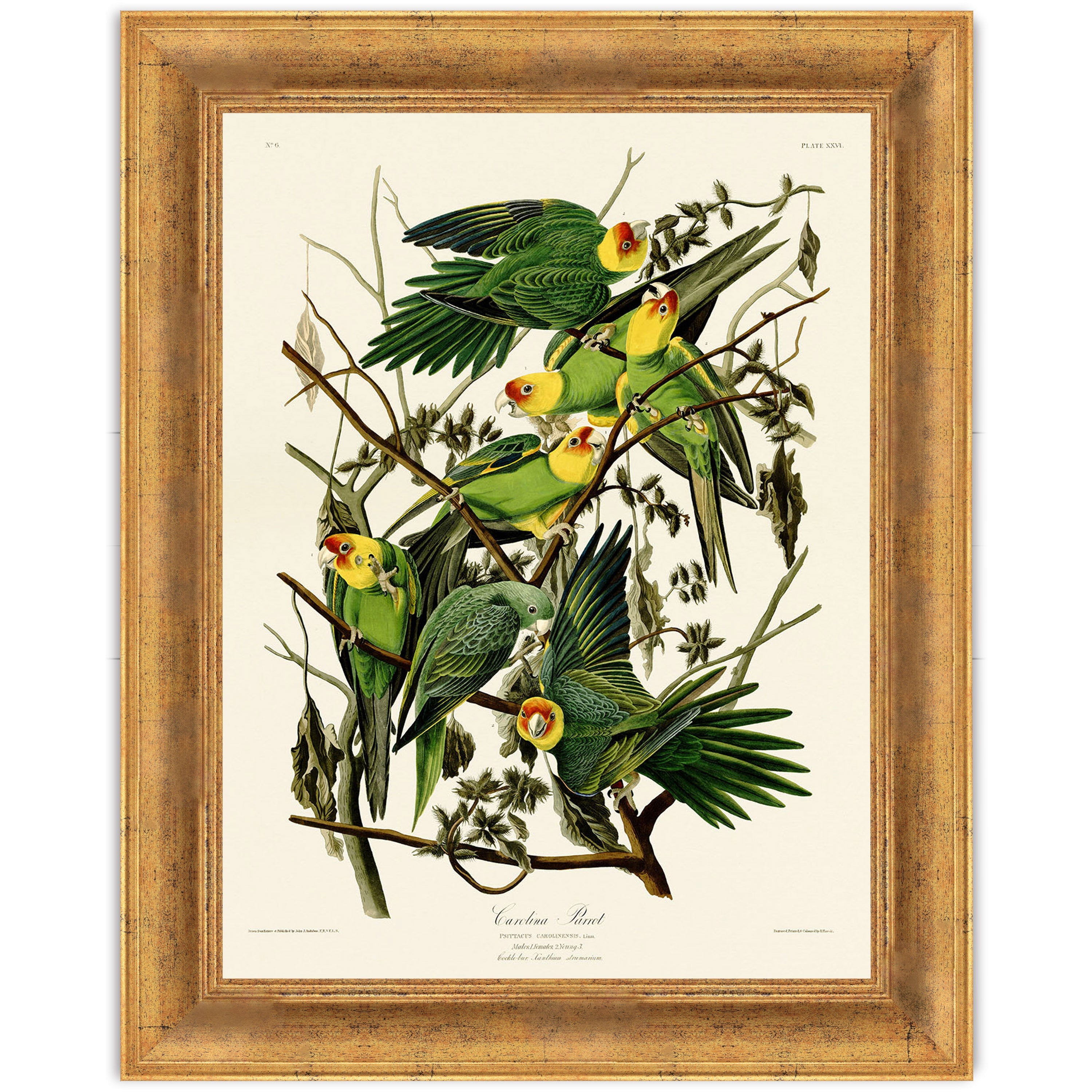 Carolina Parrot