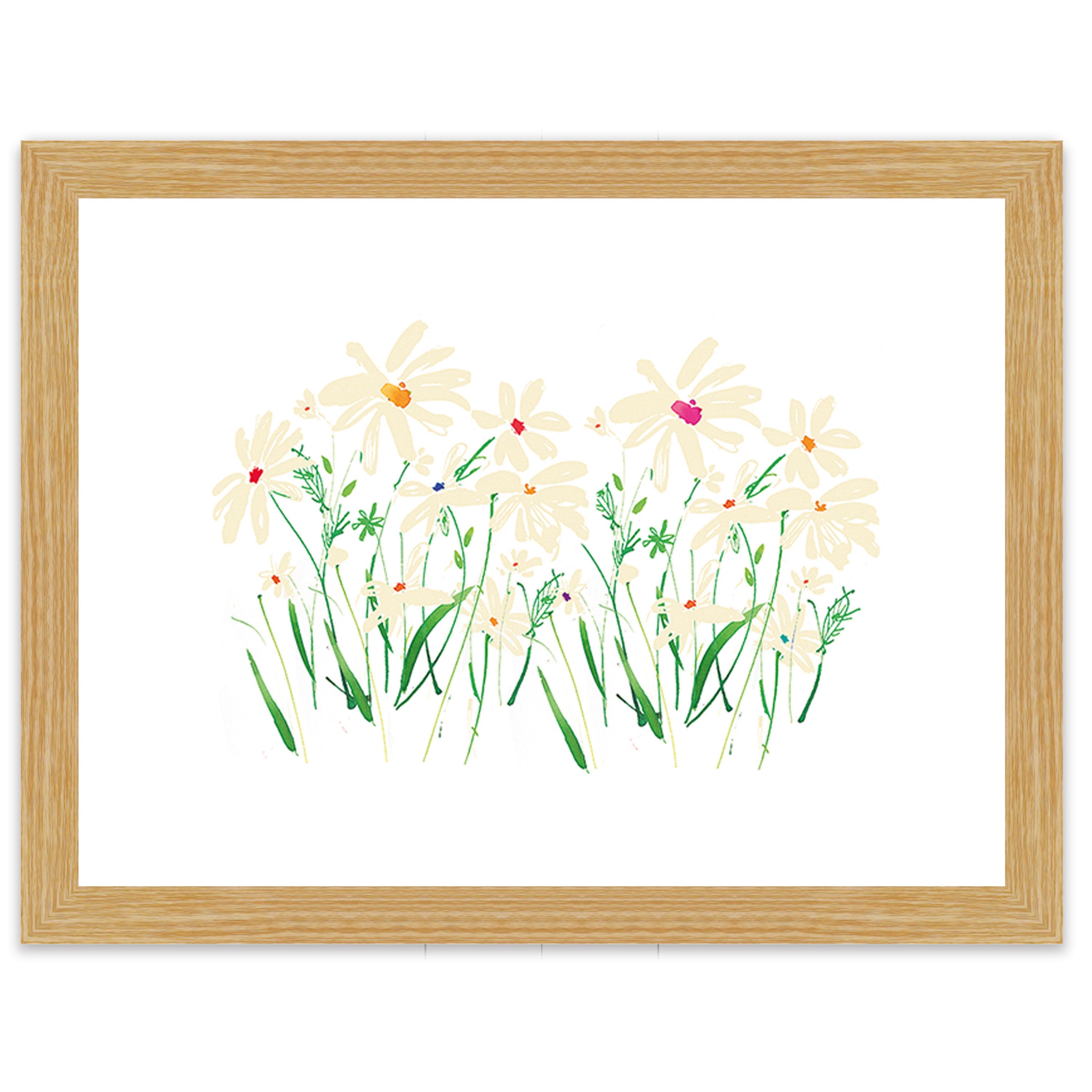 Marguerite Daisy