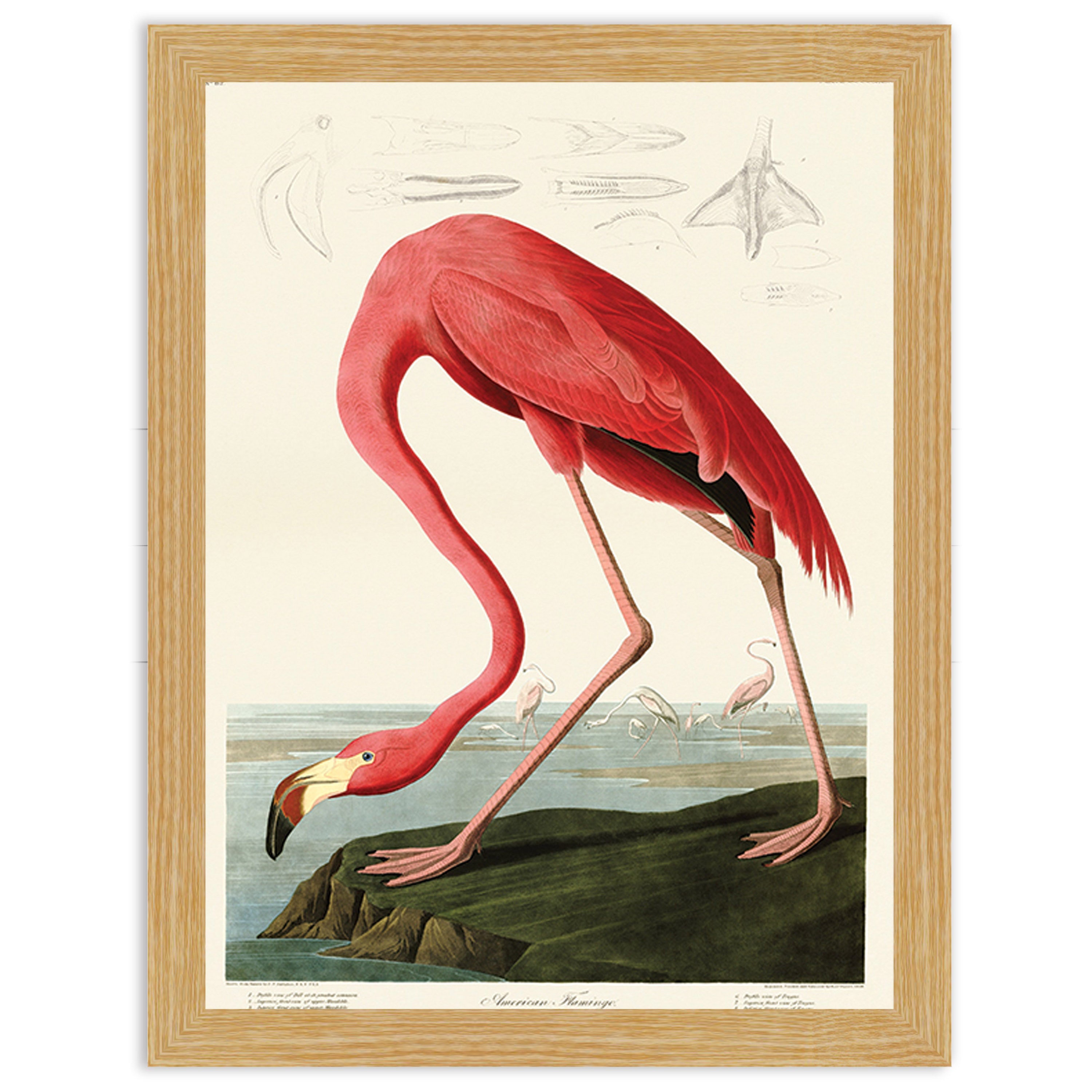 American Flamingo