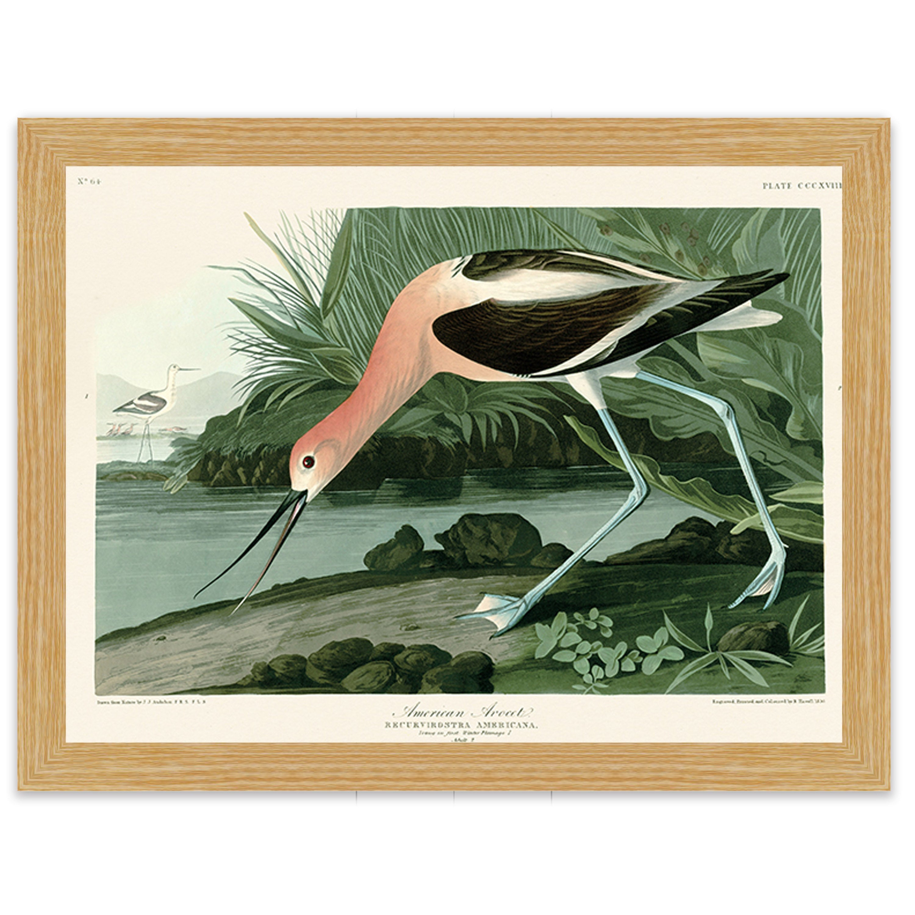 American Avocet