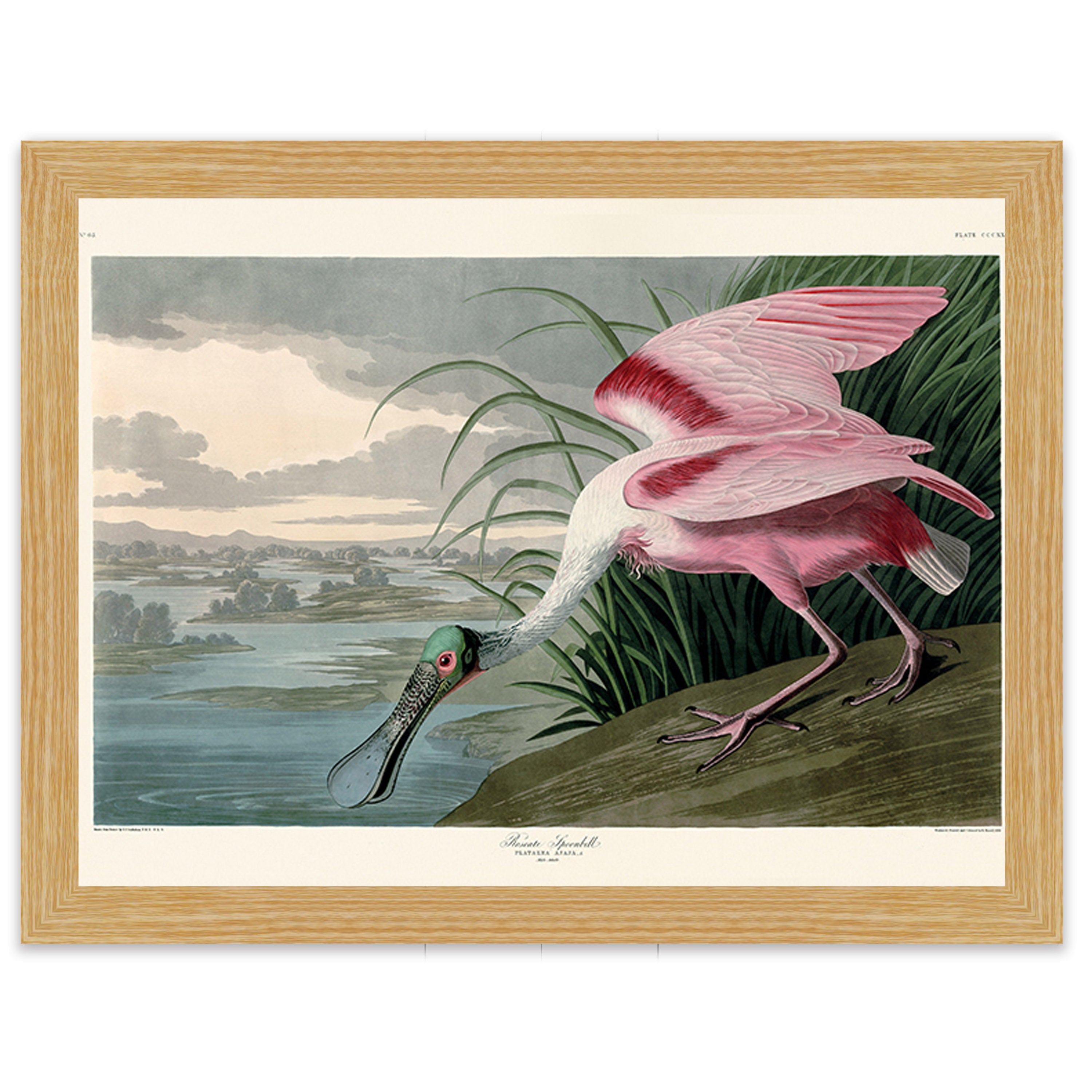 Roseate Spoonbill