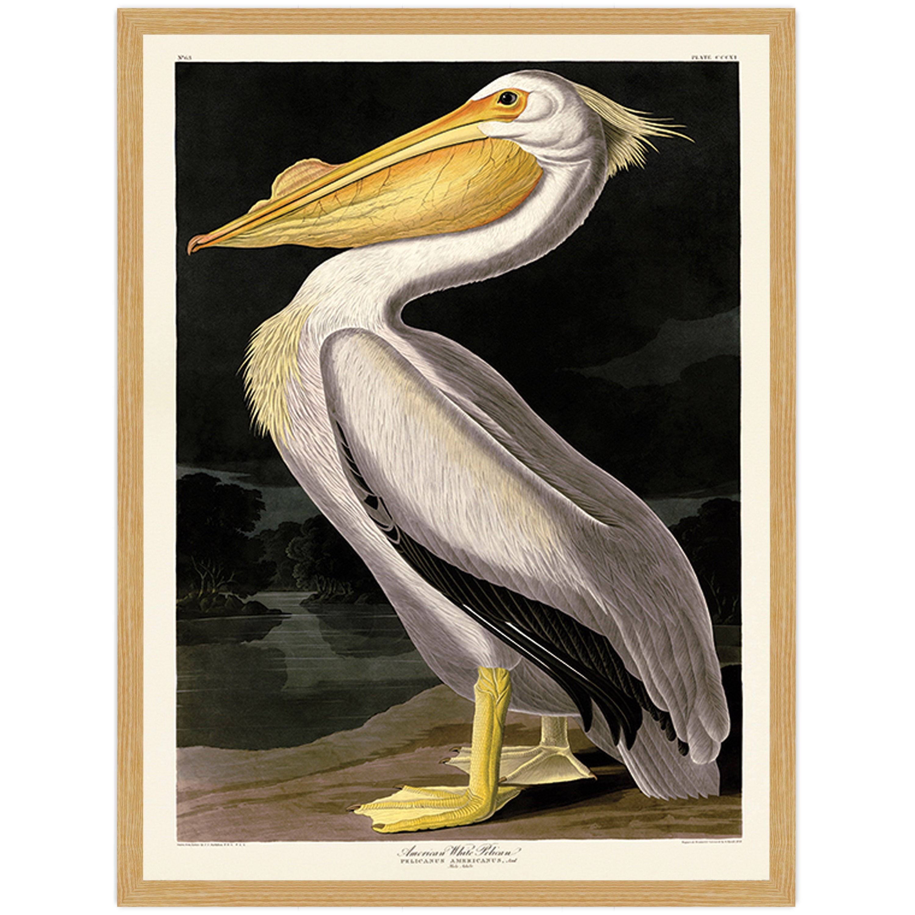 American White Pelican