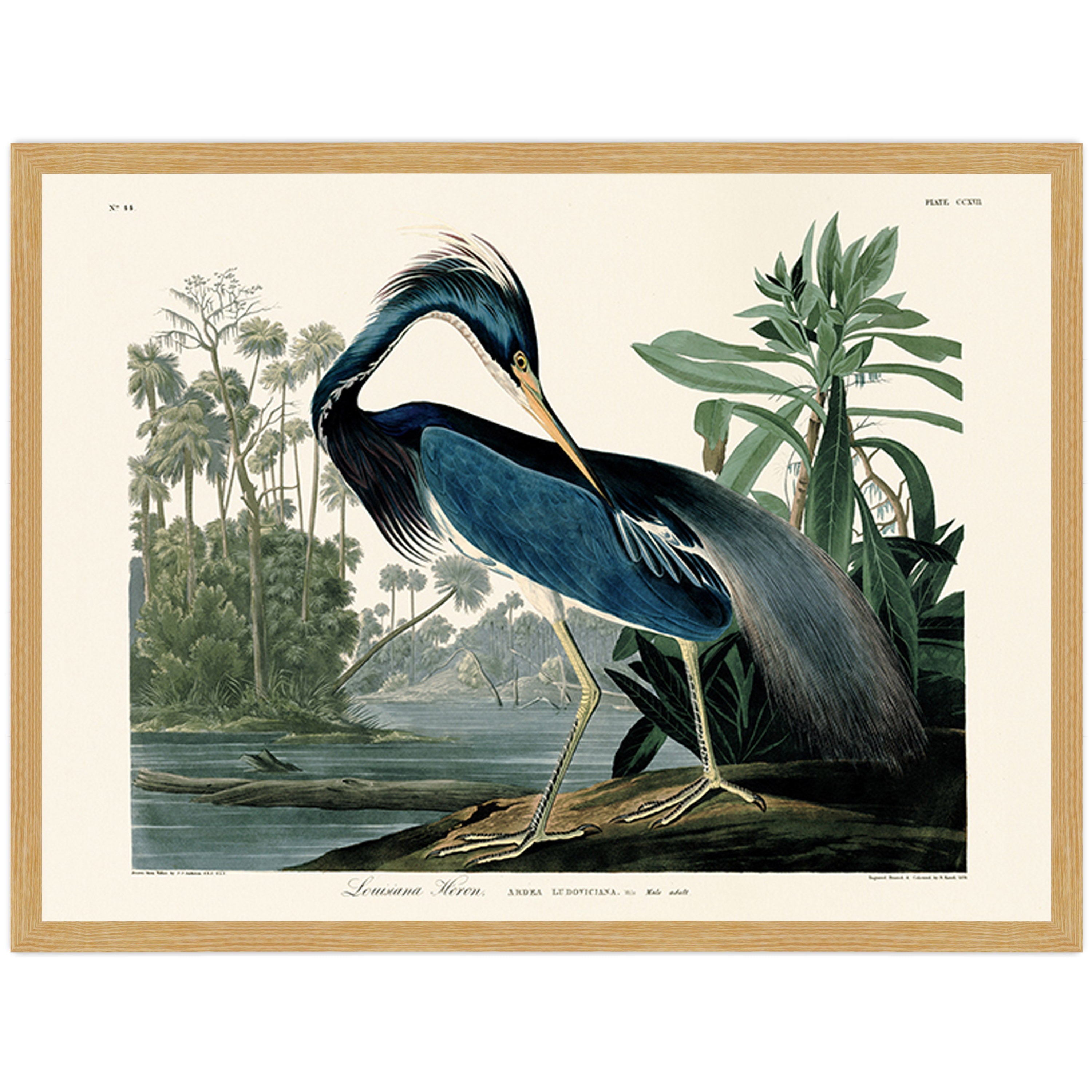 Louisiana Heron