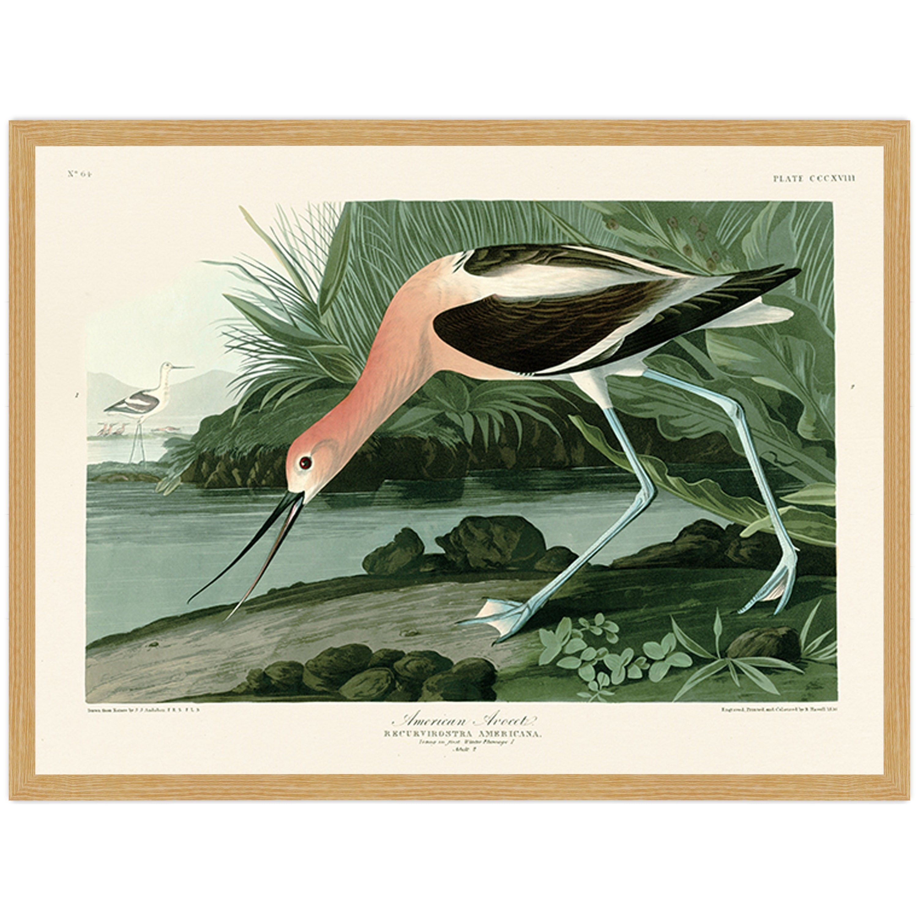 American Avocet