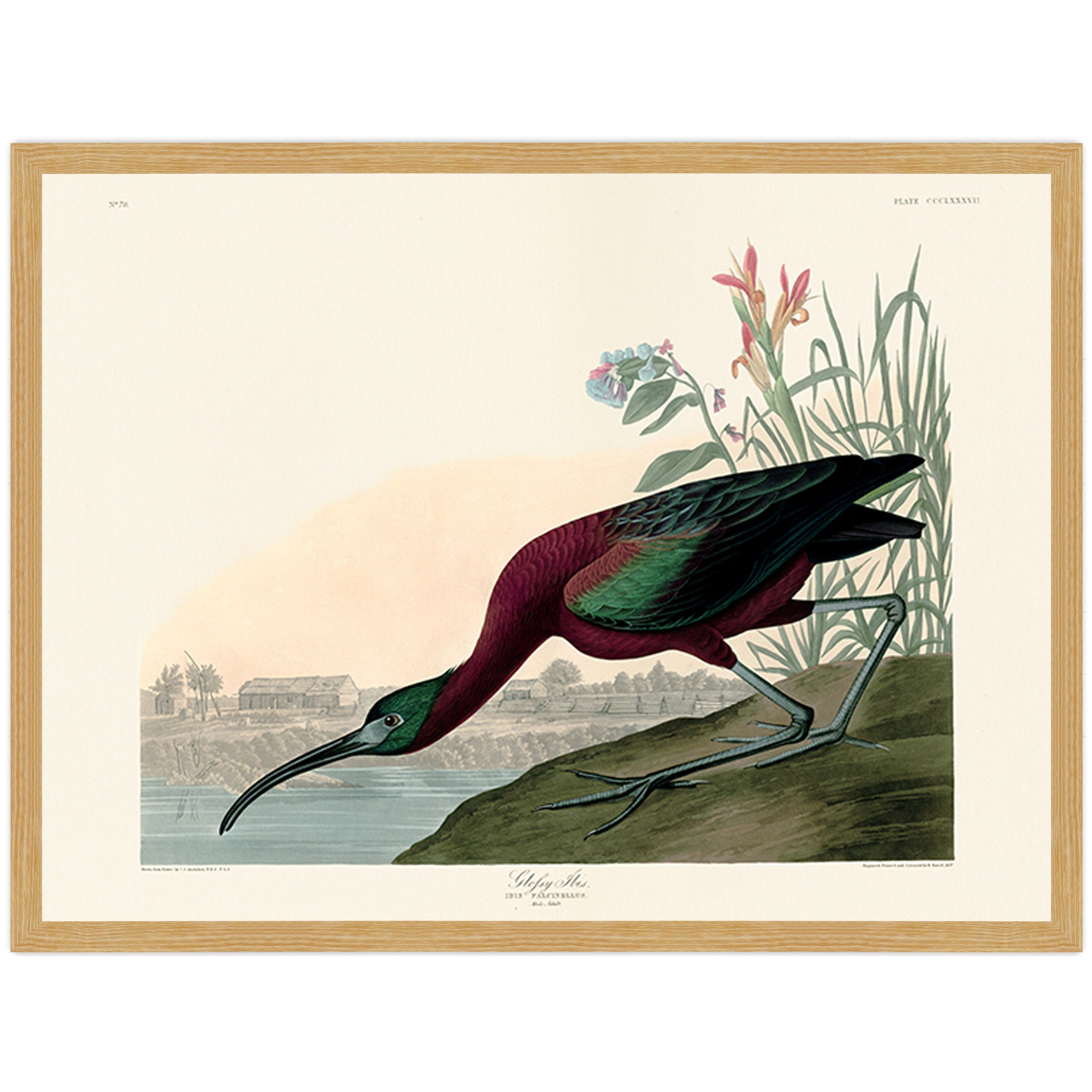 Glossy Ibis