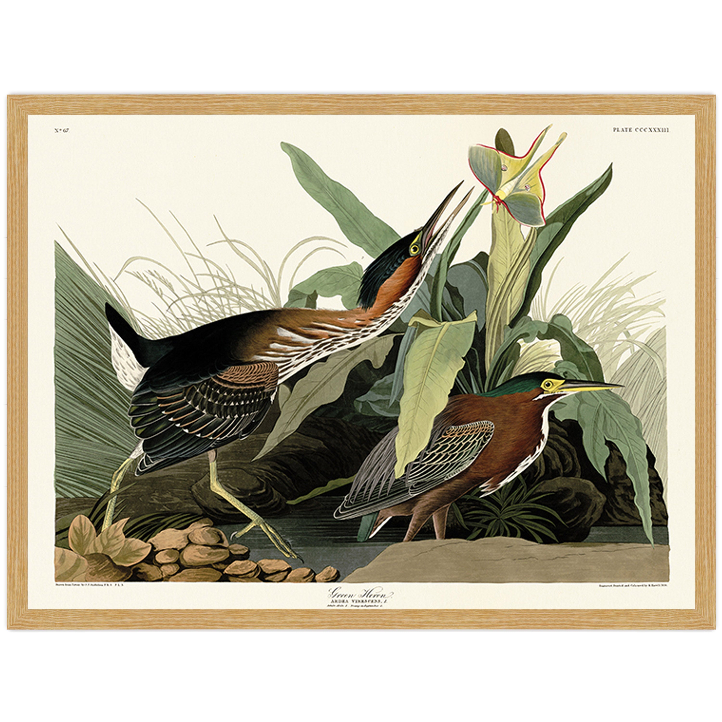 Green Heron