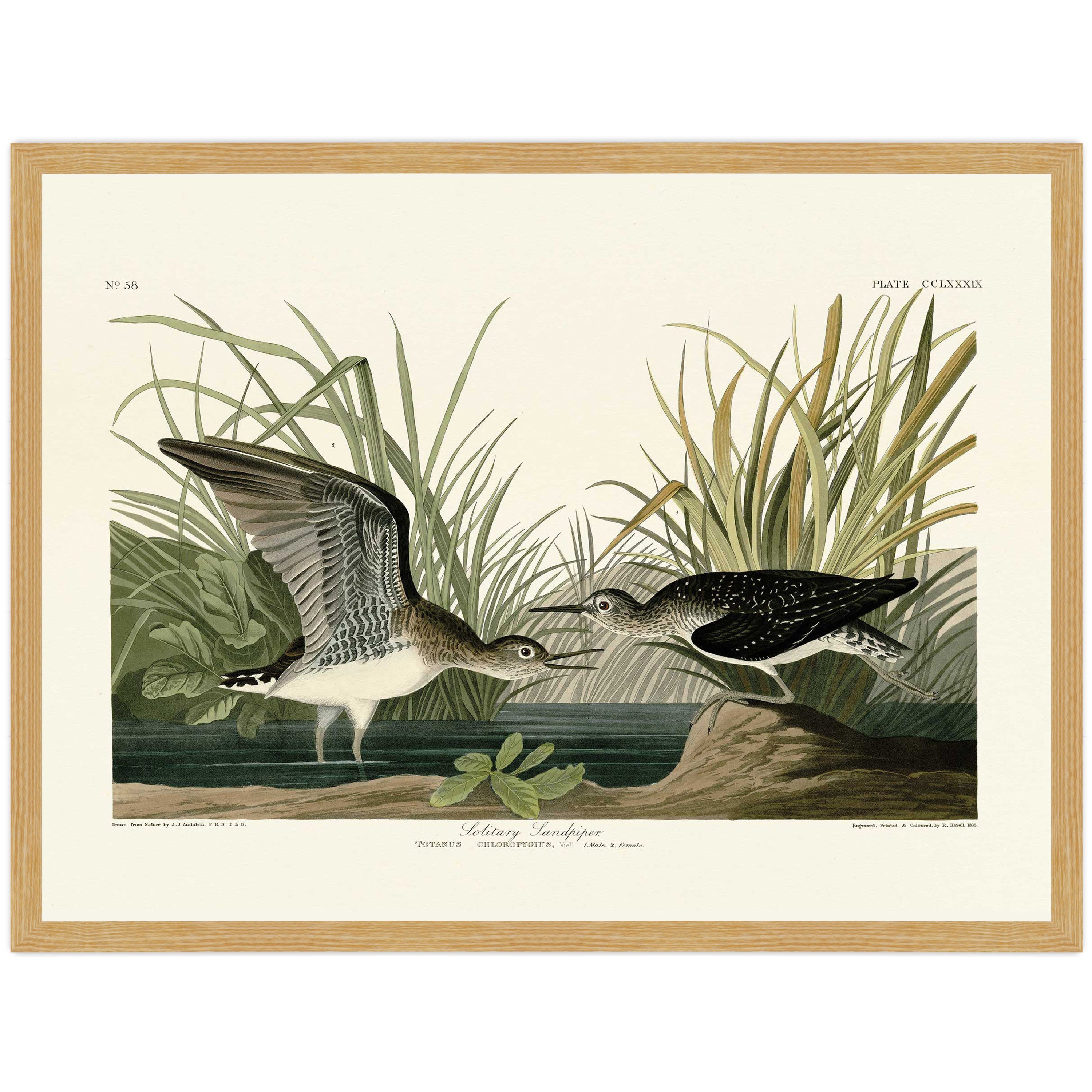 Solitary Sandpiper