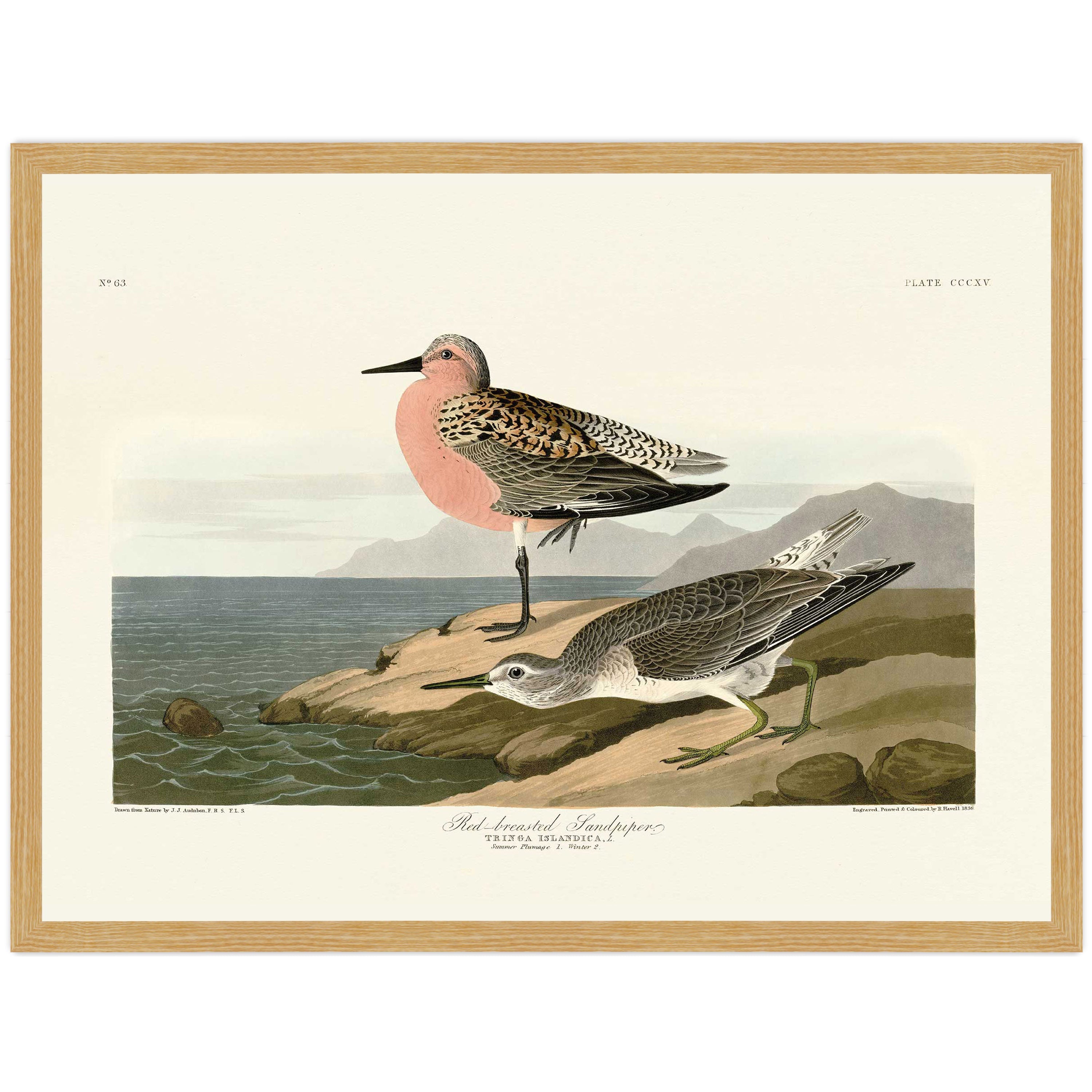 Red-breasted Sandpiper