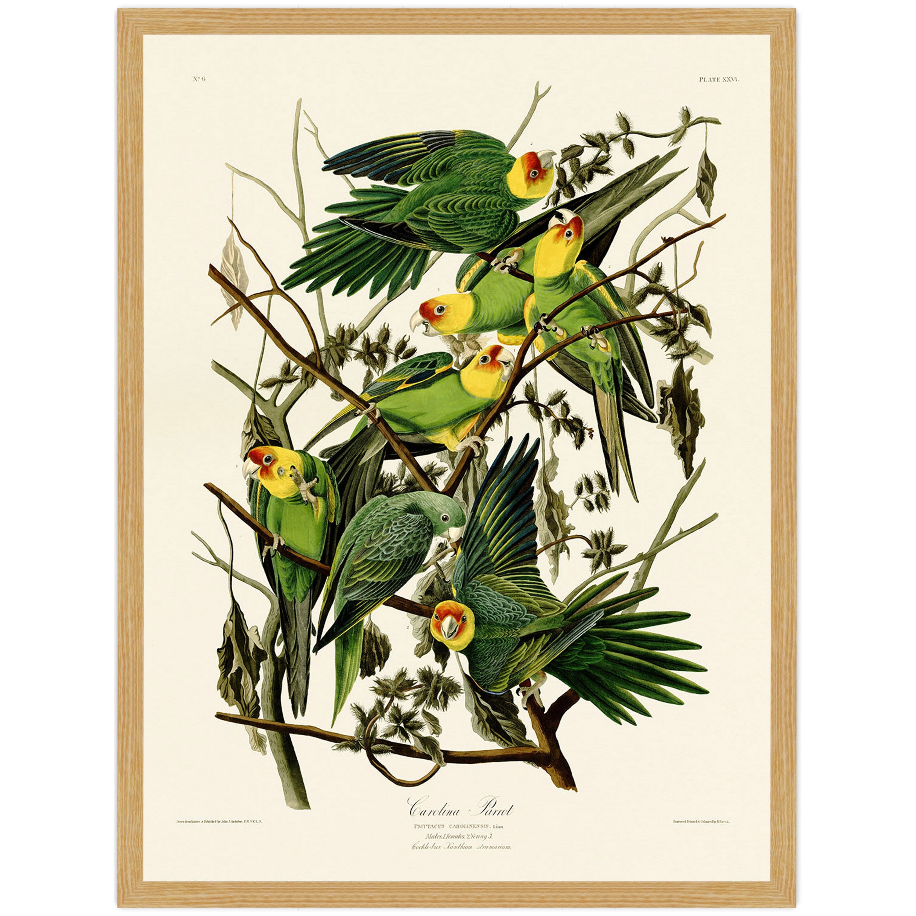 Carolina Parrot