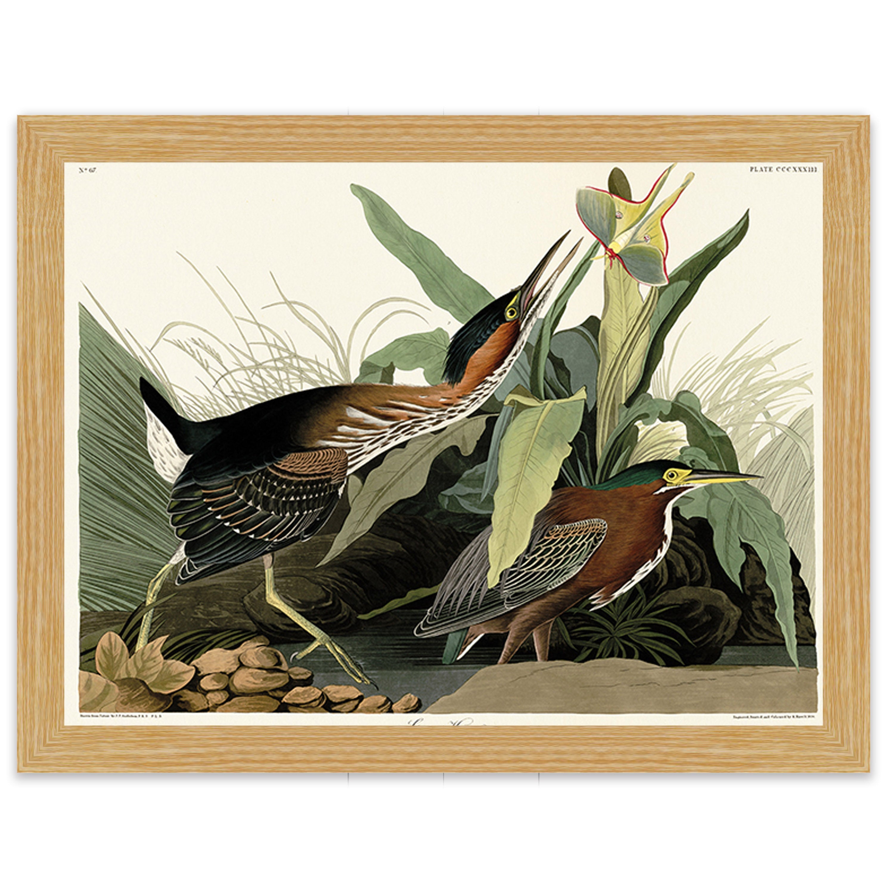 Green Heron