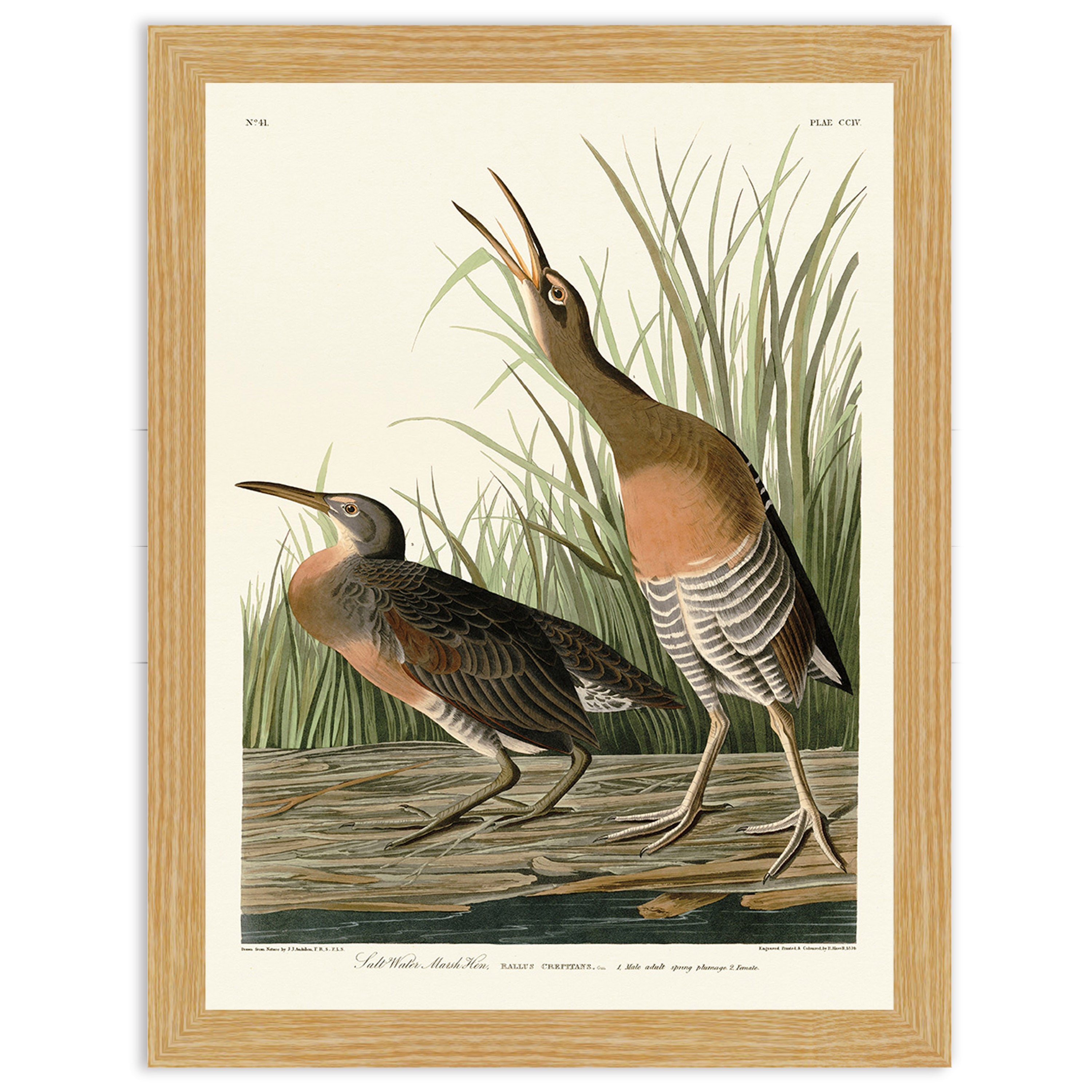 Salt Water Marsh Hen
