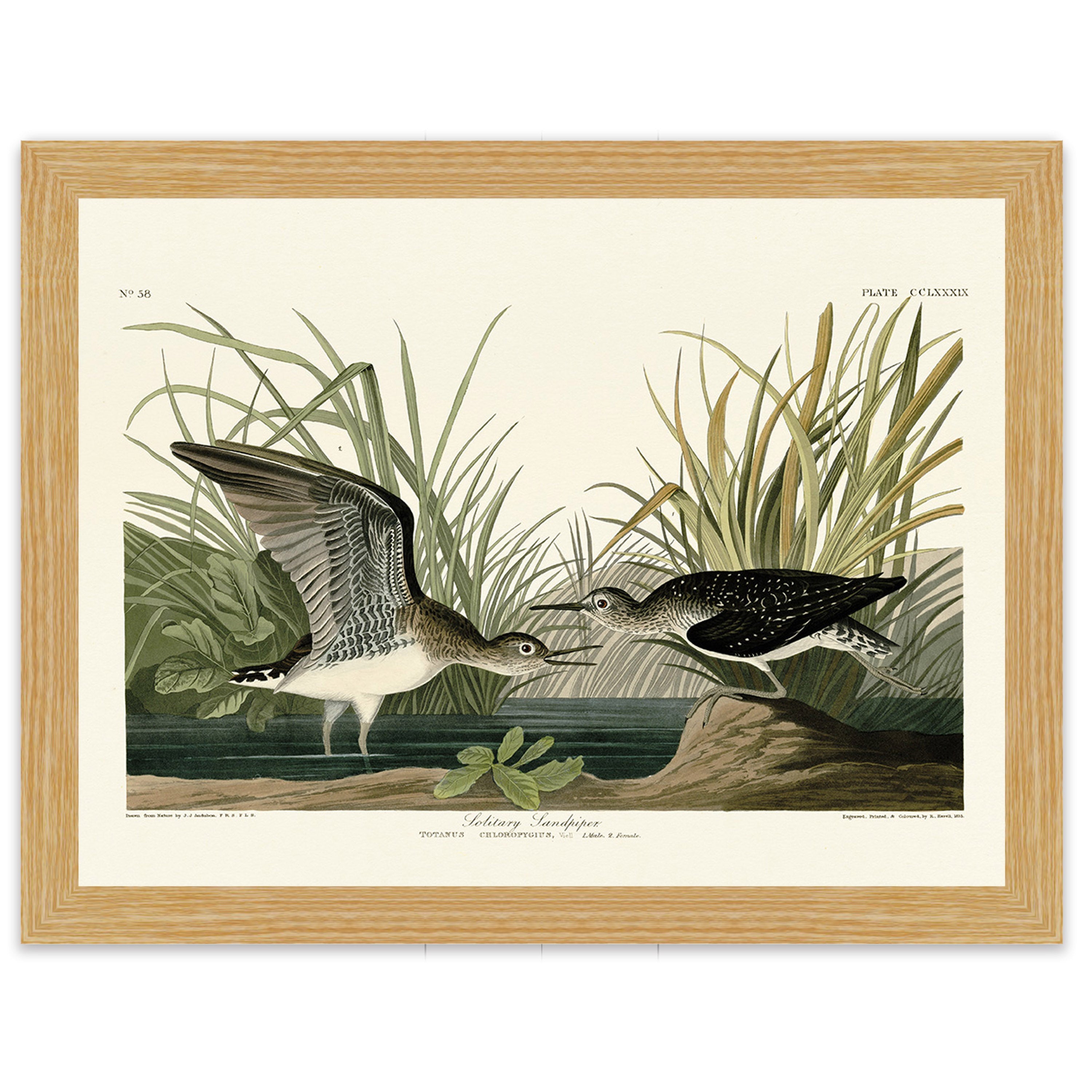 Solitary Sandpiper