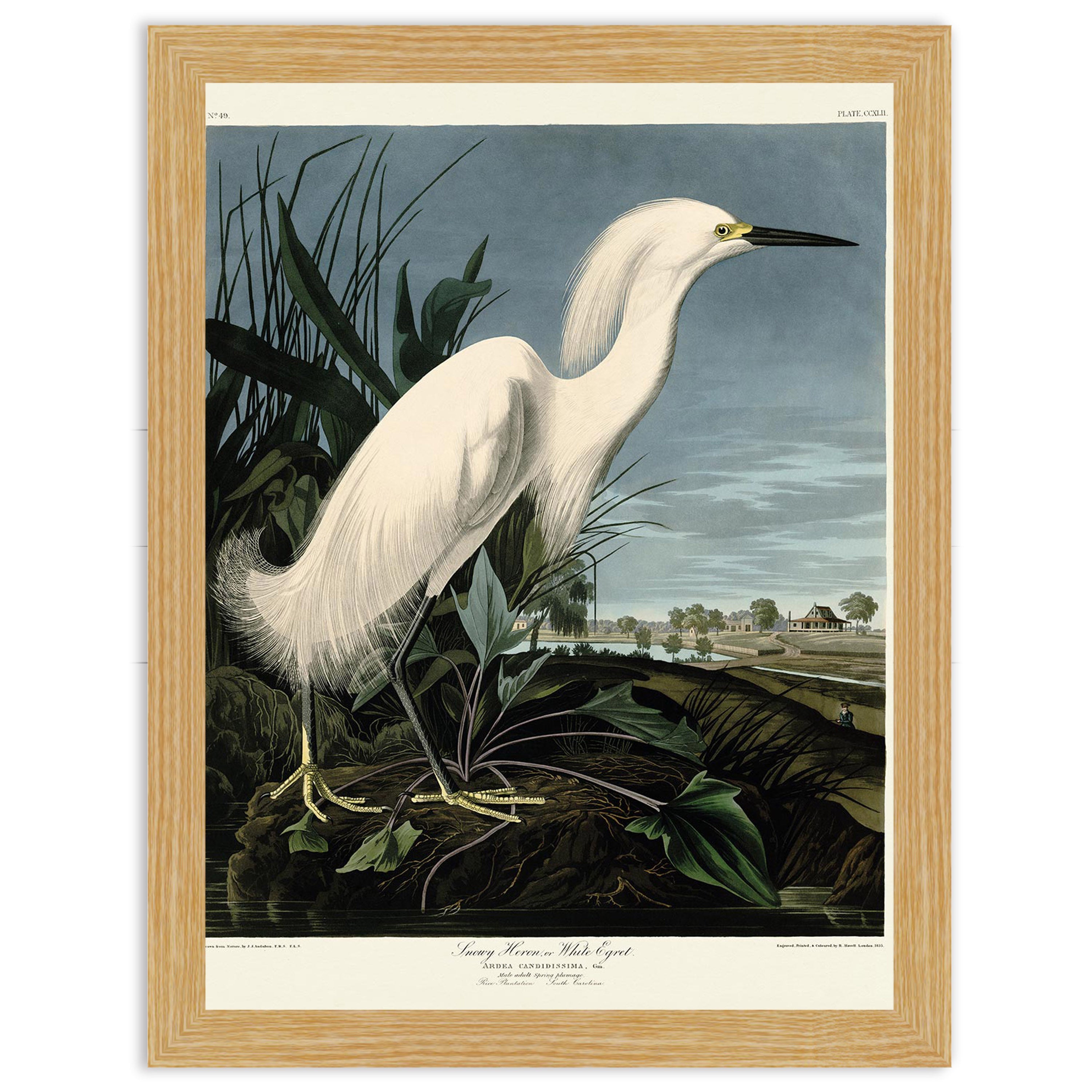 Snowy Heron