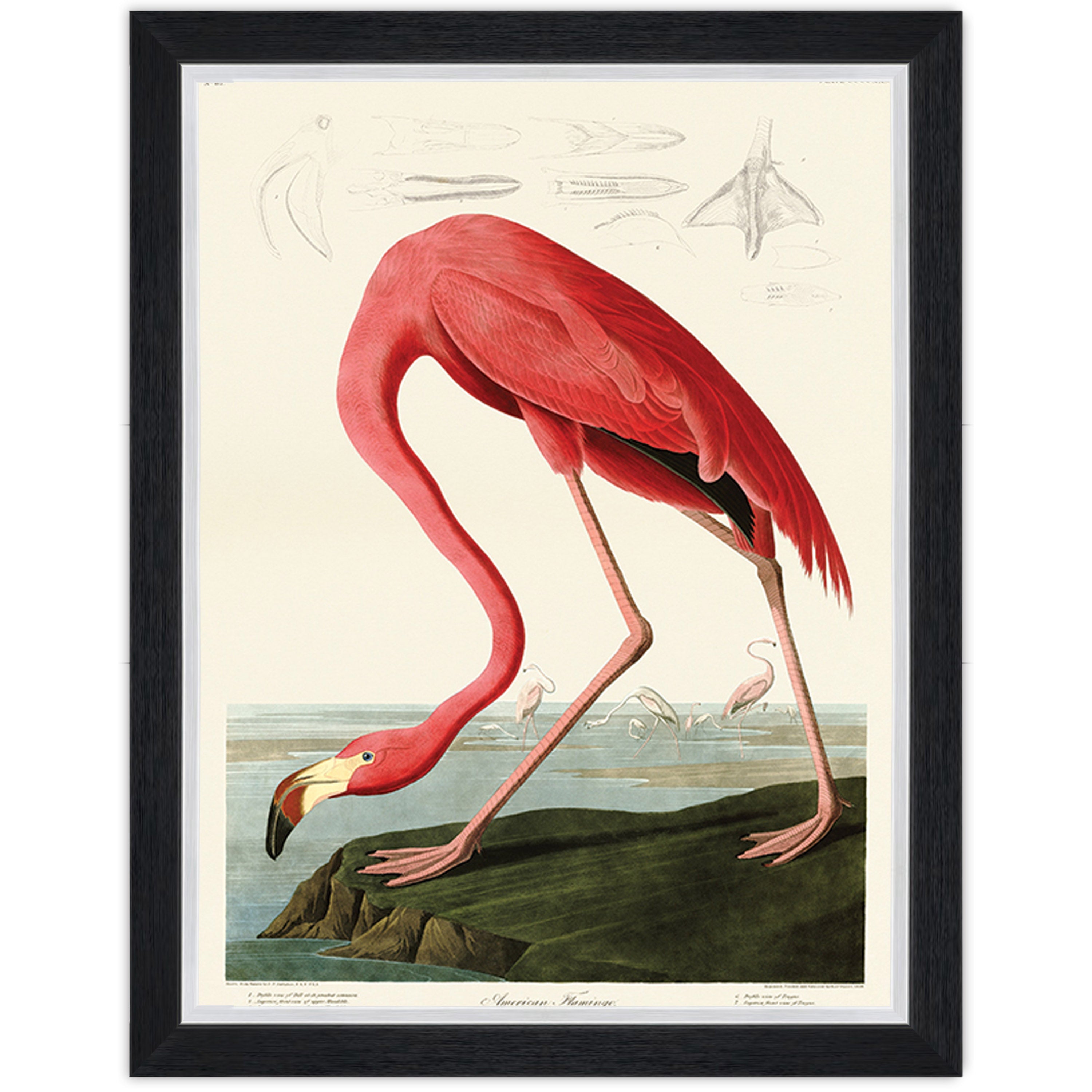 American Flamingo