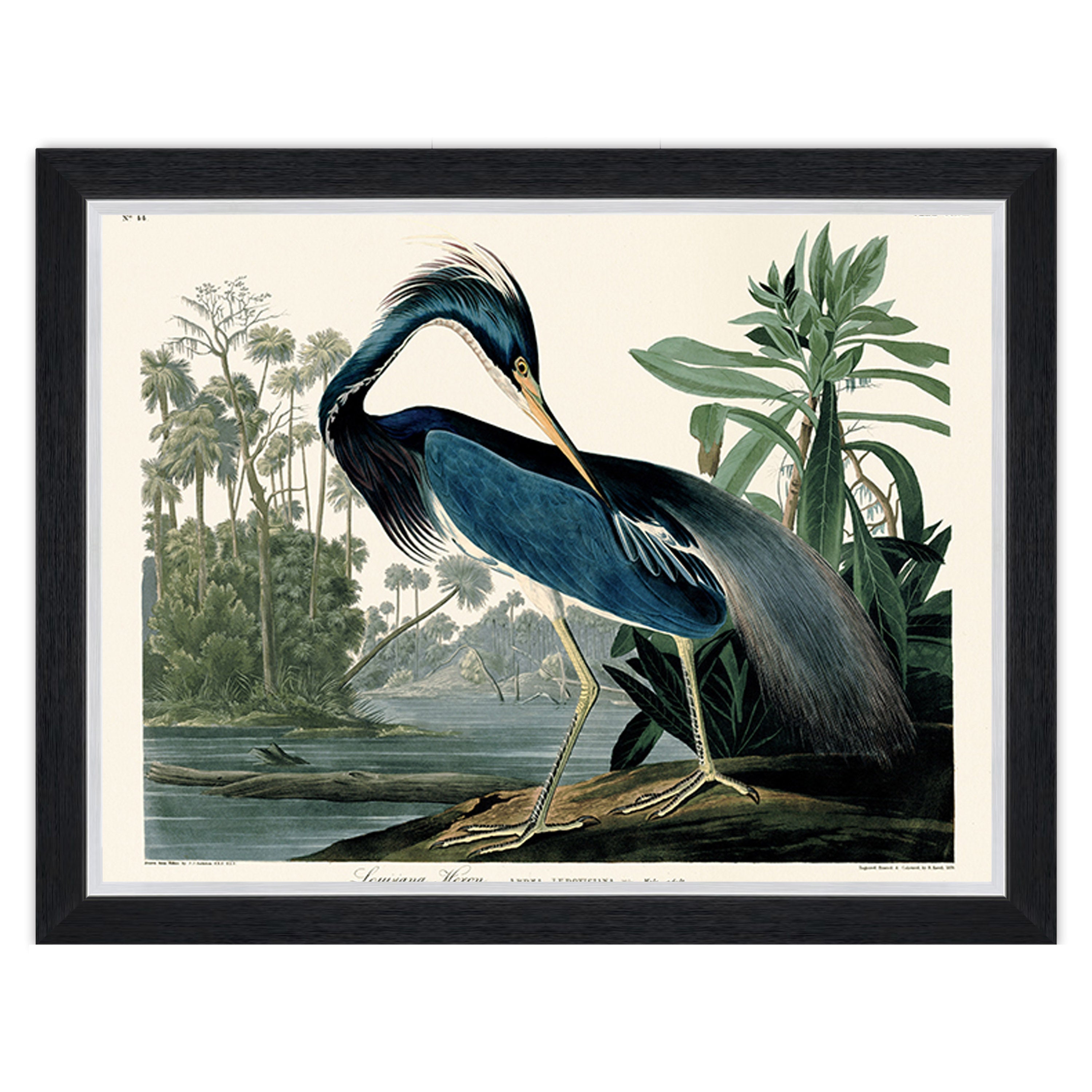 Louisiana Heron