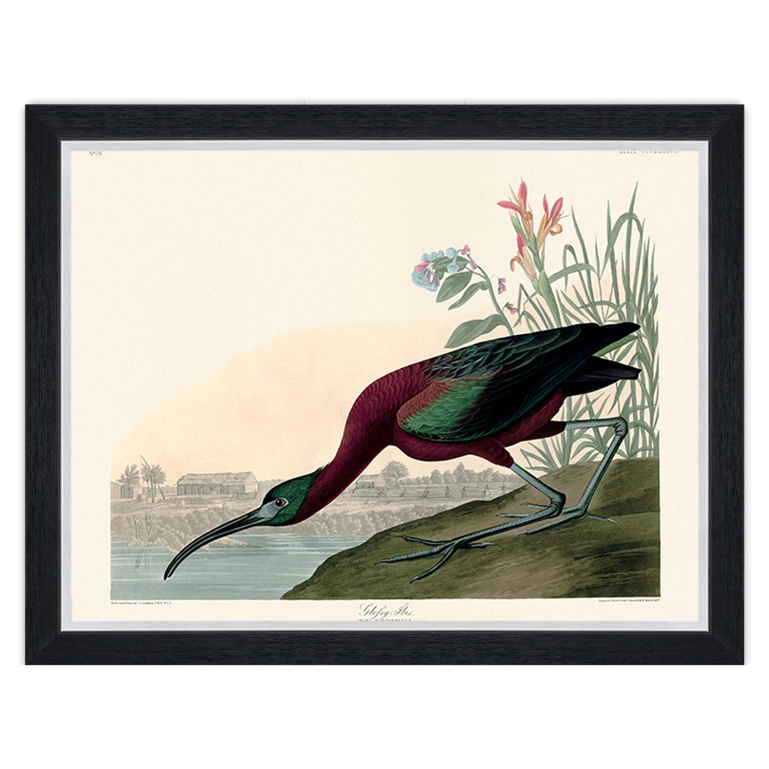 Glossy Ibis