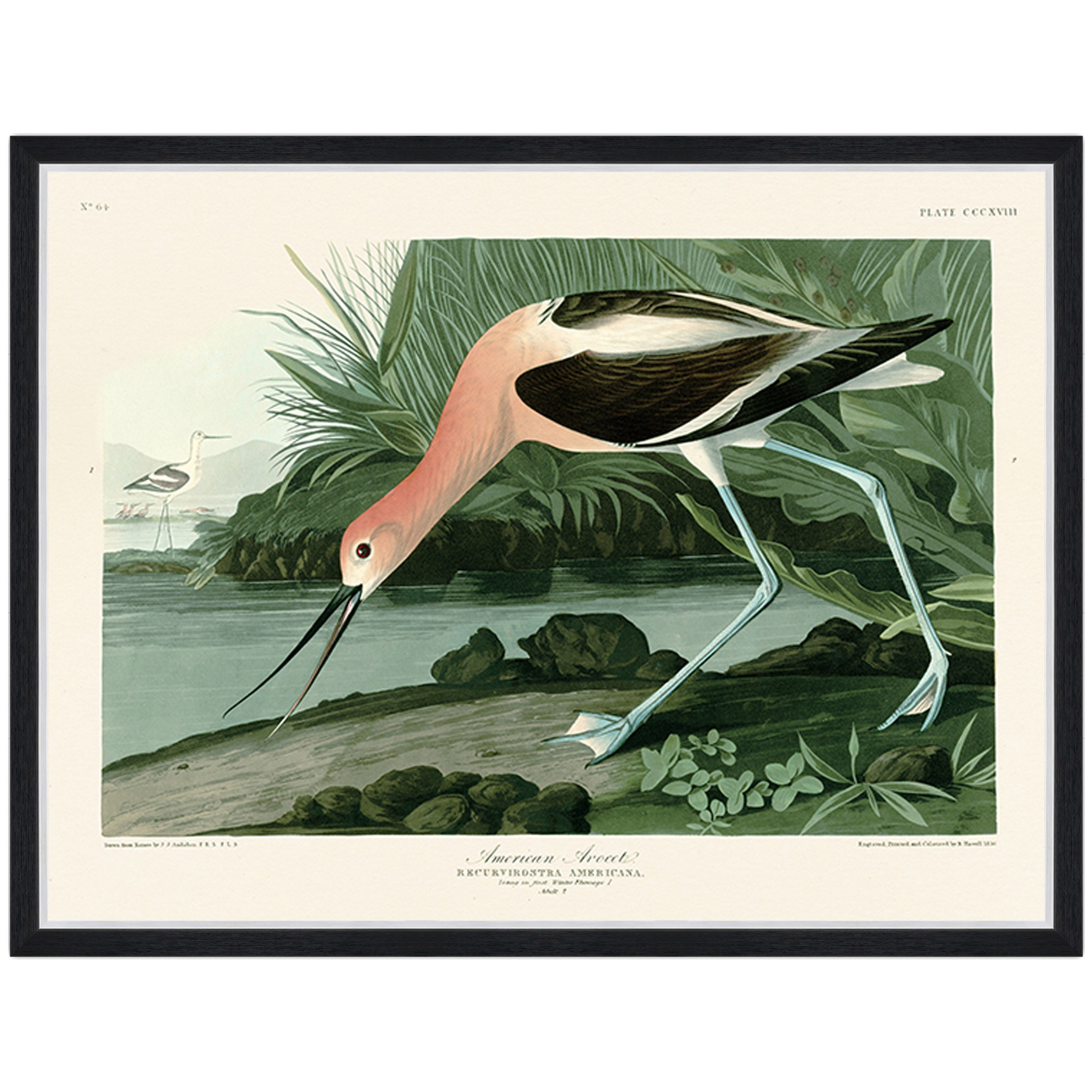 American Avocet
