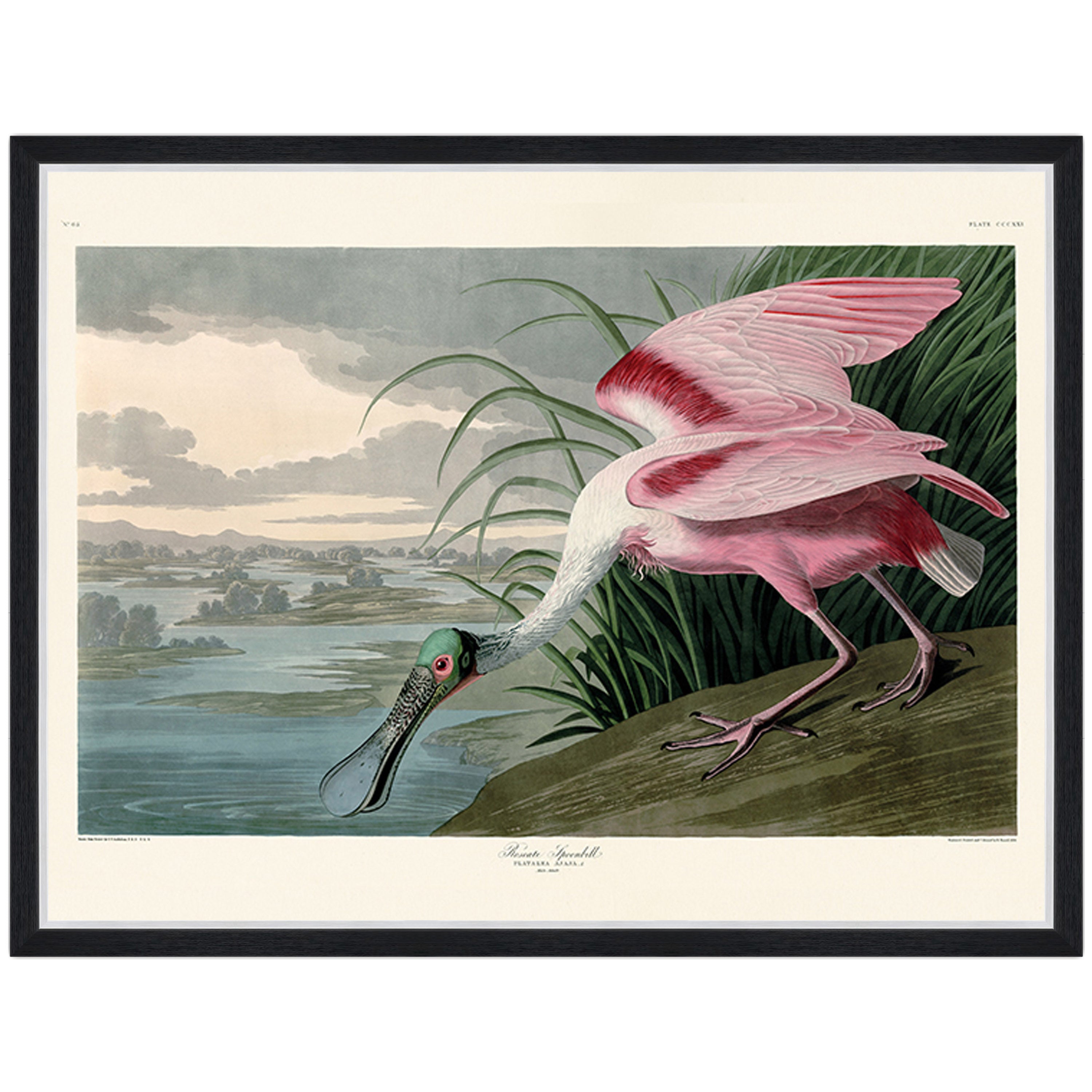 Roseate Spoonbill