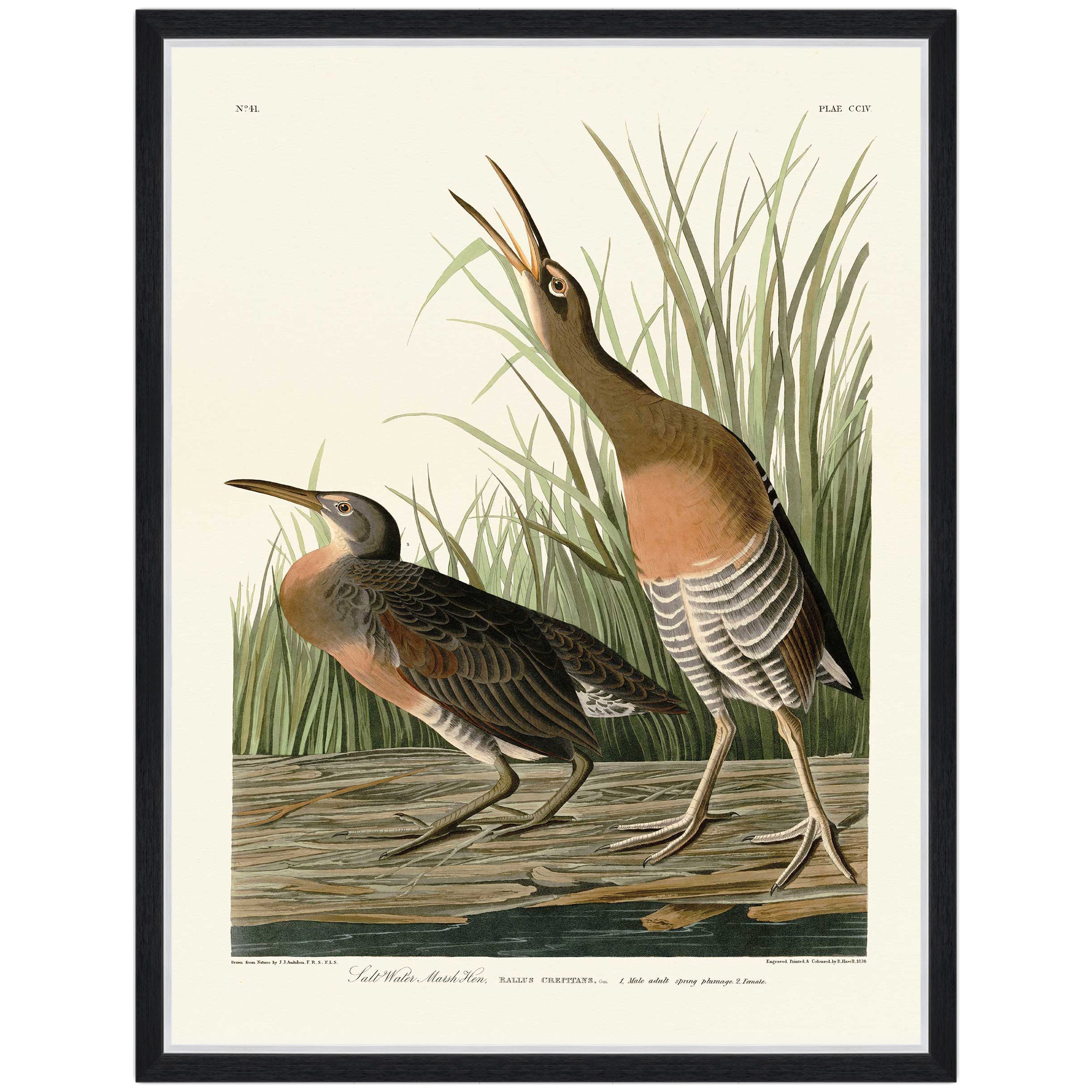 Salt Water Marsh Hen